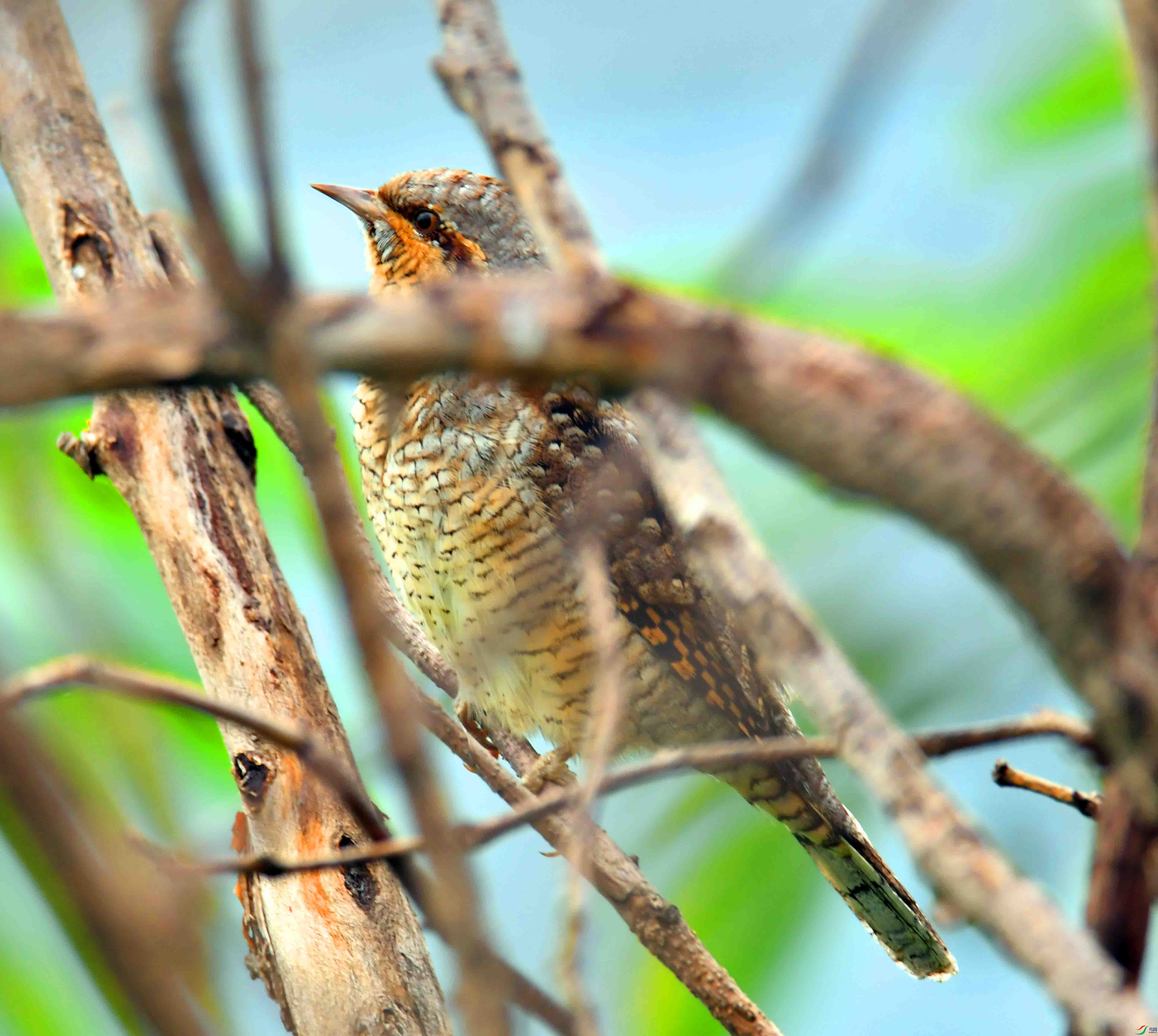 DSC_4359.JPG