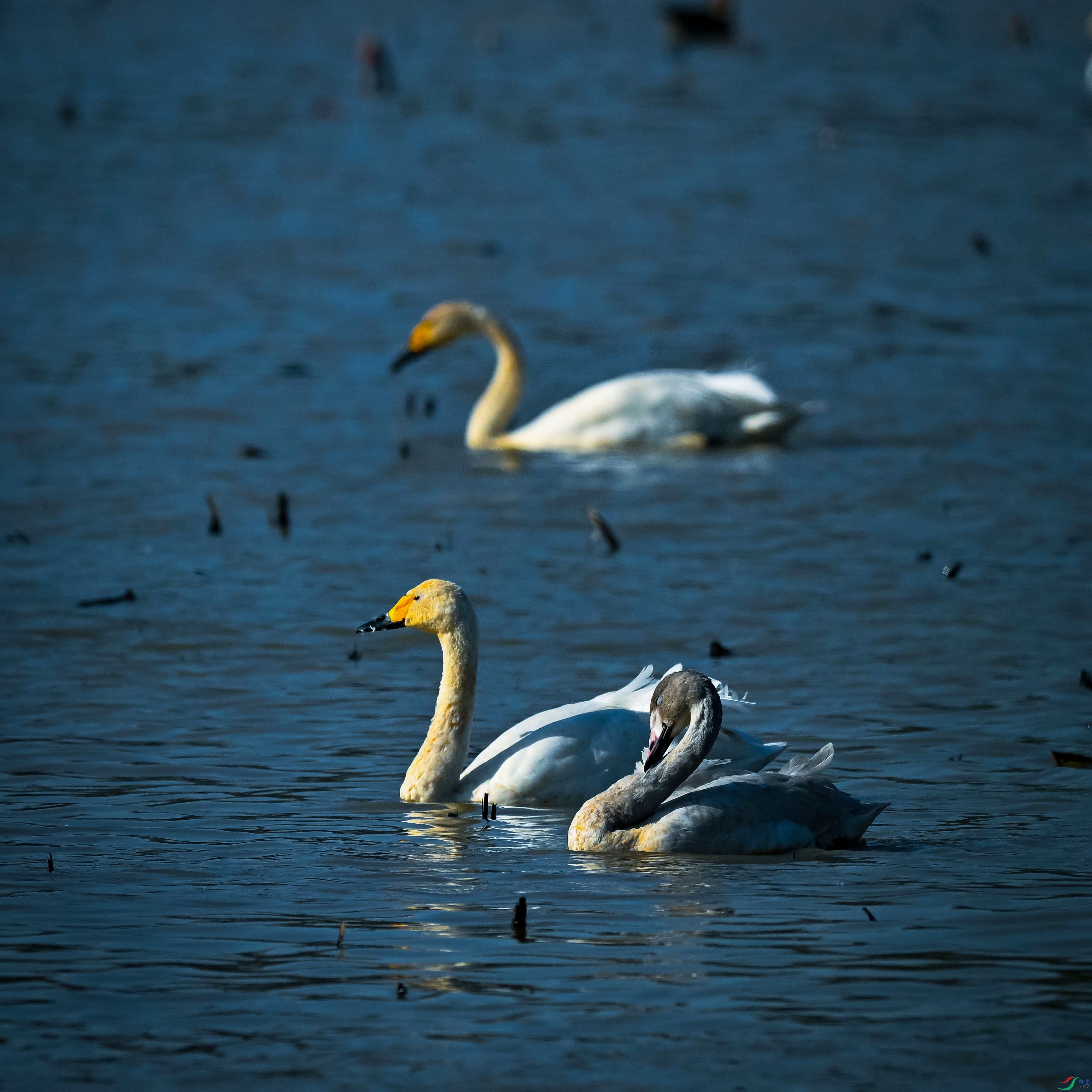 DSC_1301.jpg