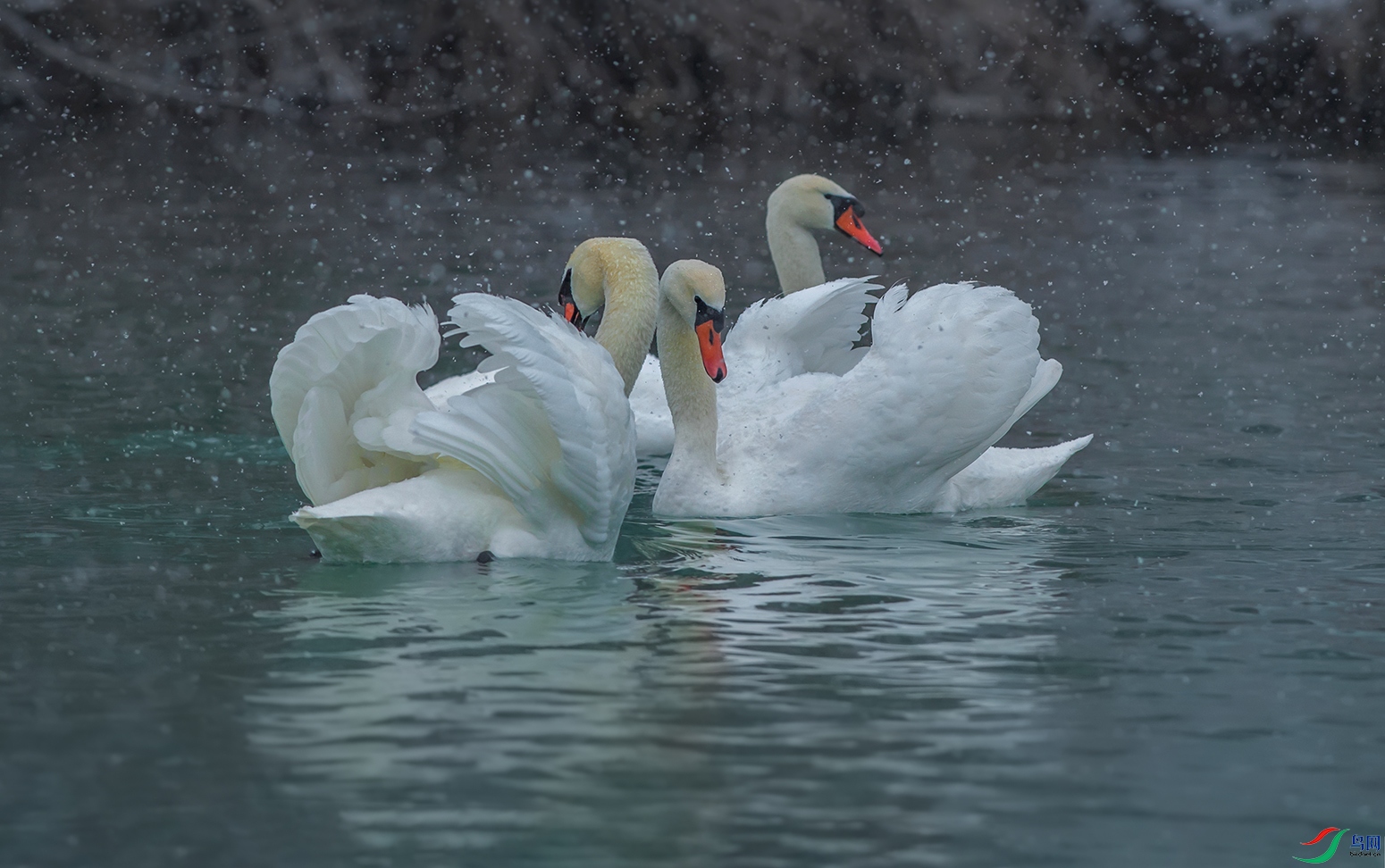 DSC_37351.jpg
