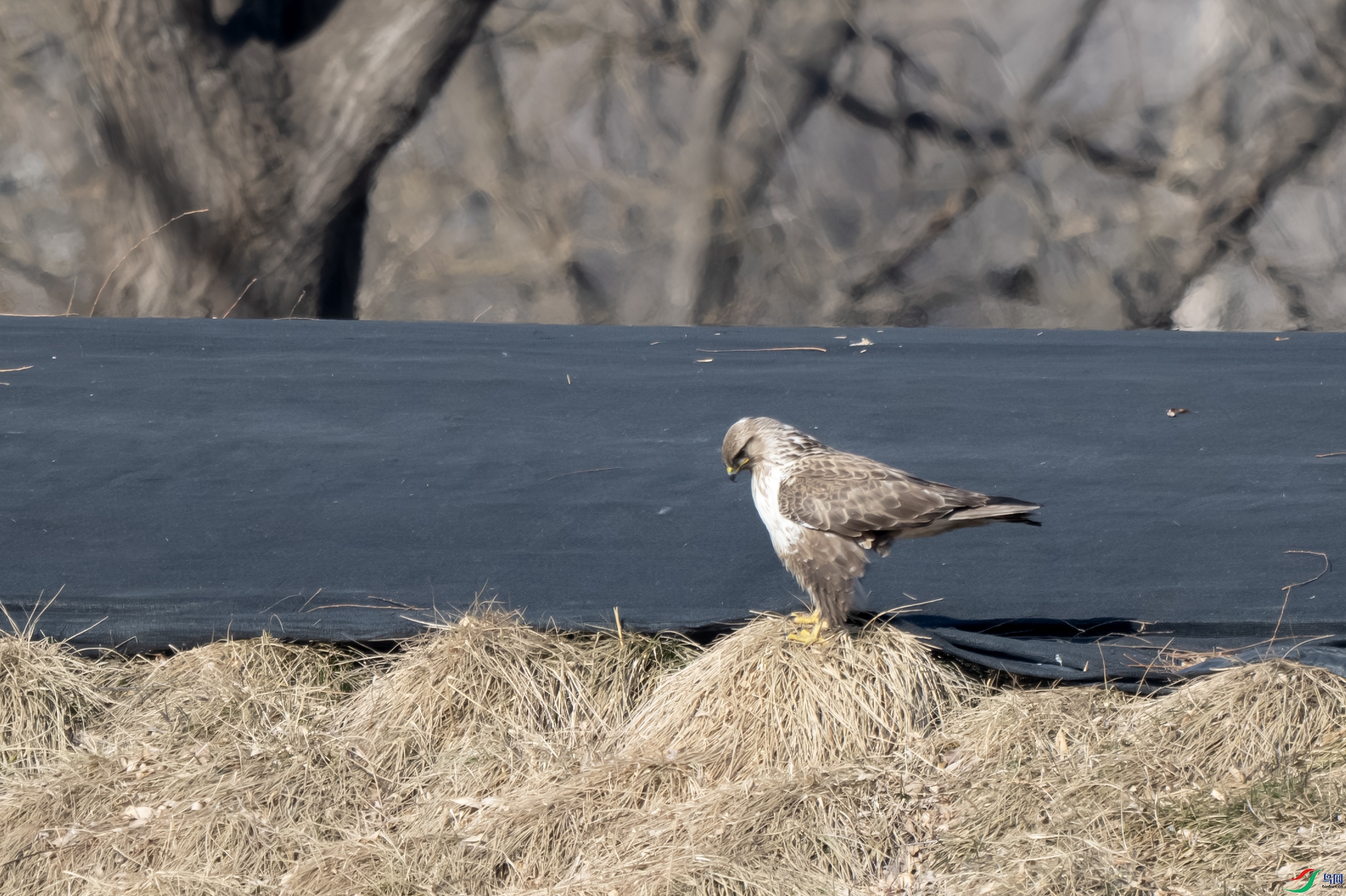 DSC_7688 ����.jpg
