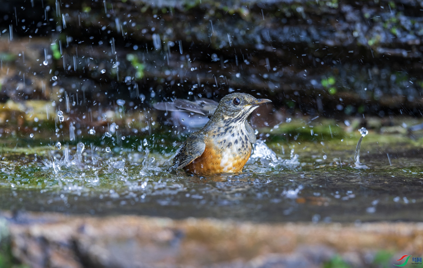 _DSC7050-NEF_DxO_DeepPRIME-1.jpg