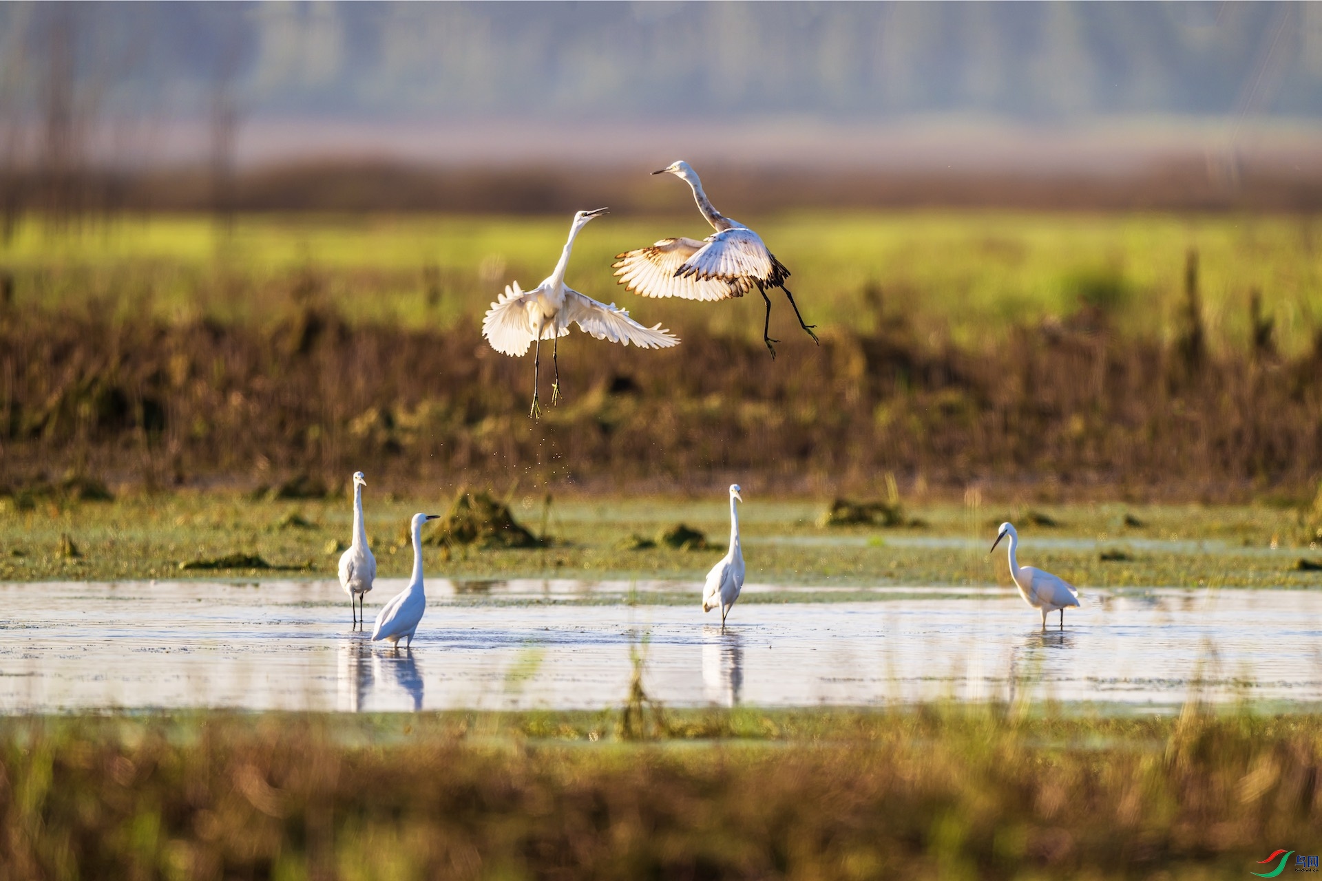 1DSC_1219 ����.jpeg