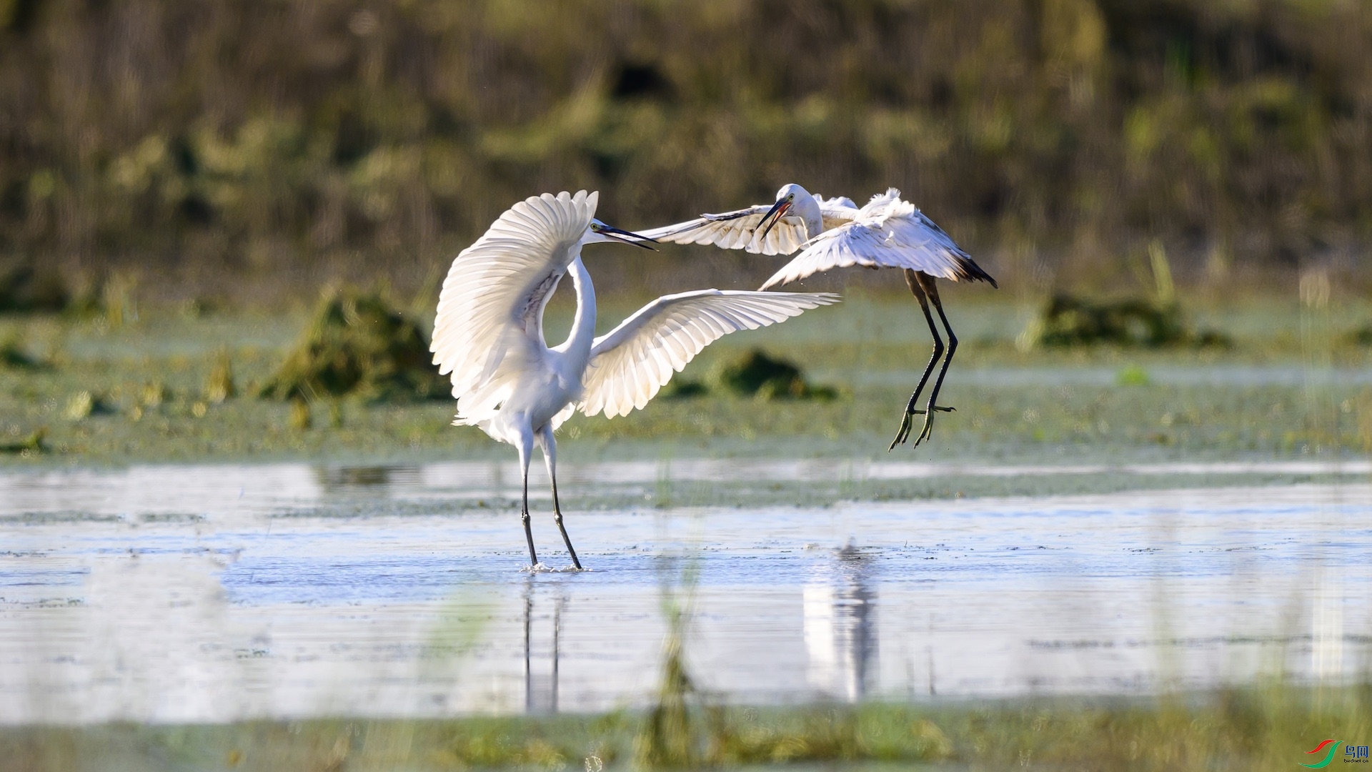 1DSC_1235 ����.jpeg