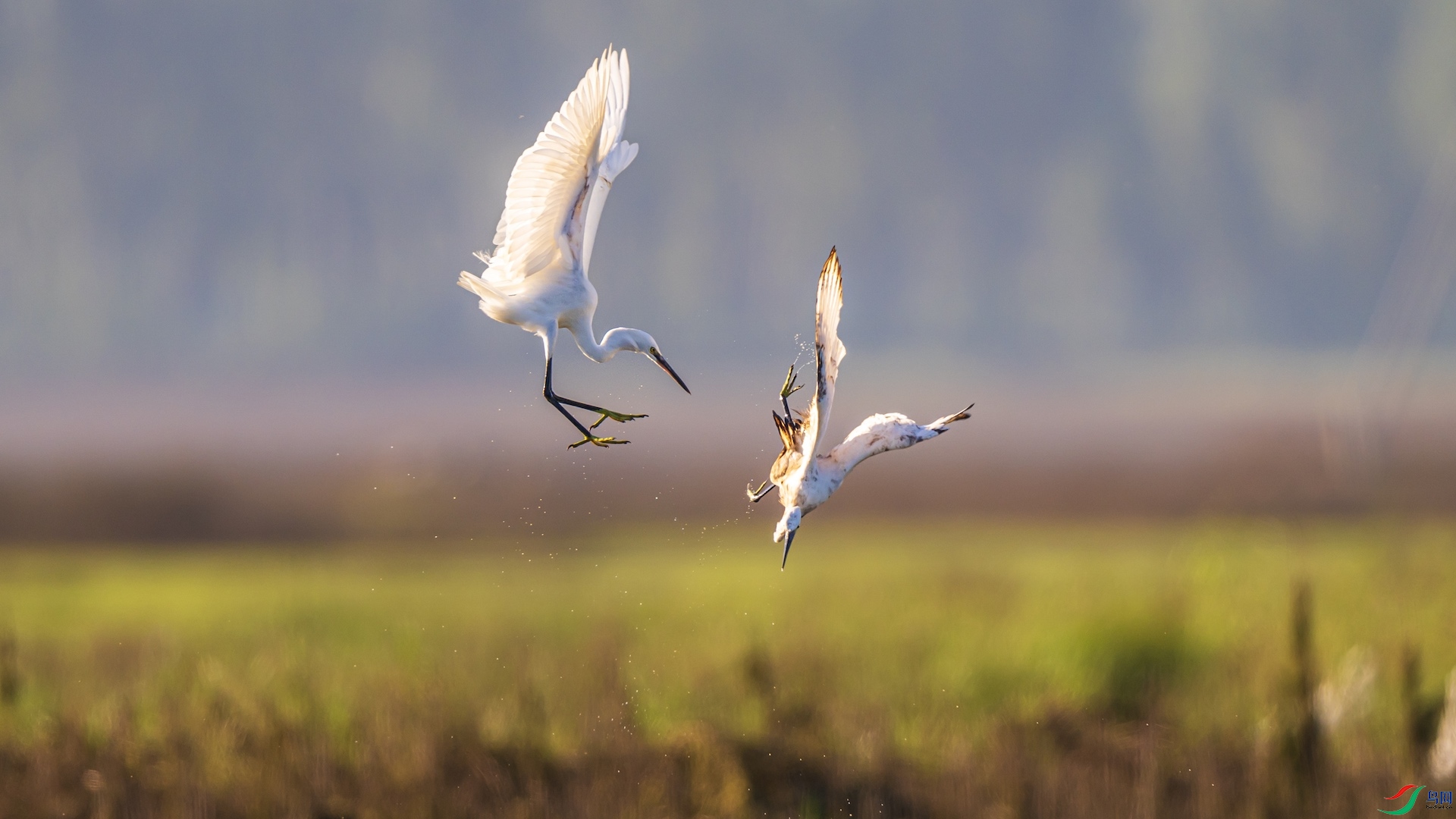 1DSC_1266 ����.jpeg