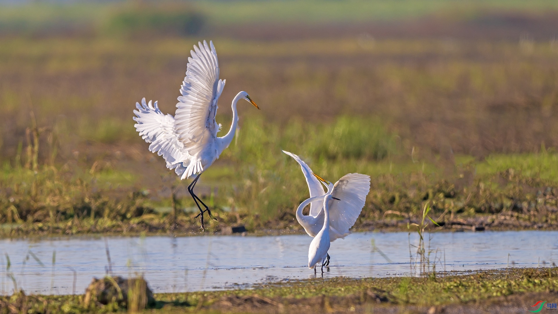 1DSC_1415 ����.jpeg