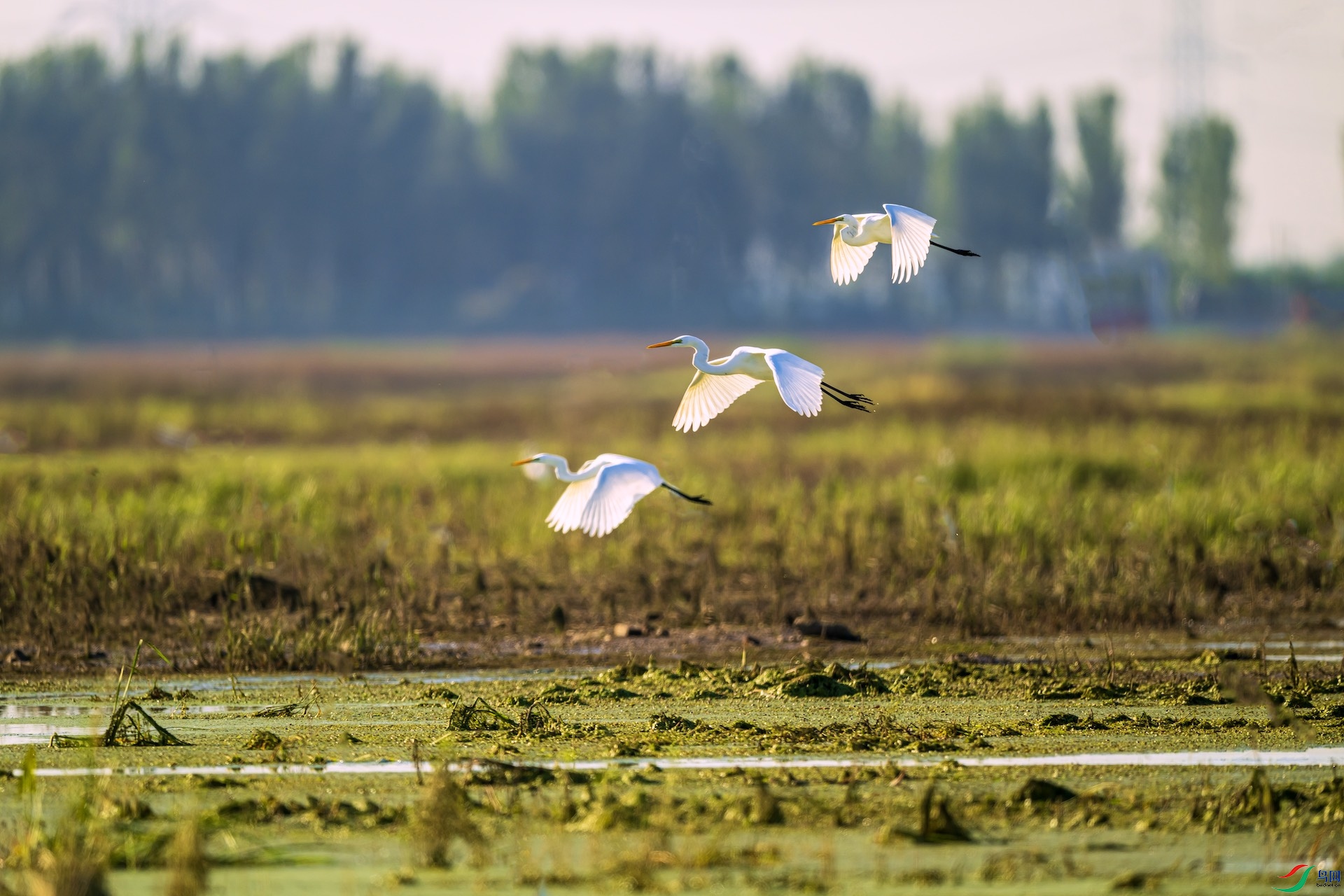 1DSC_1458 ����.jpeg