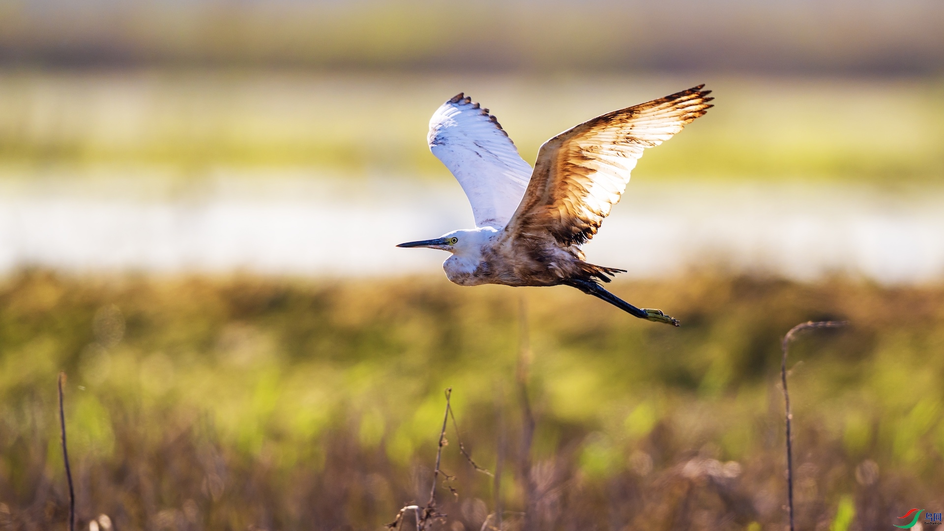 1DSC_1524 ����.jpeg