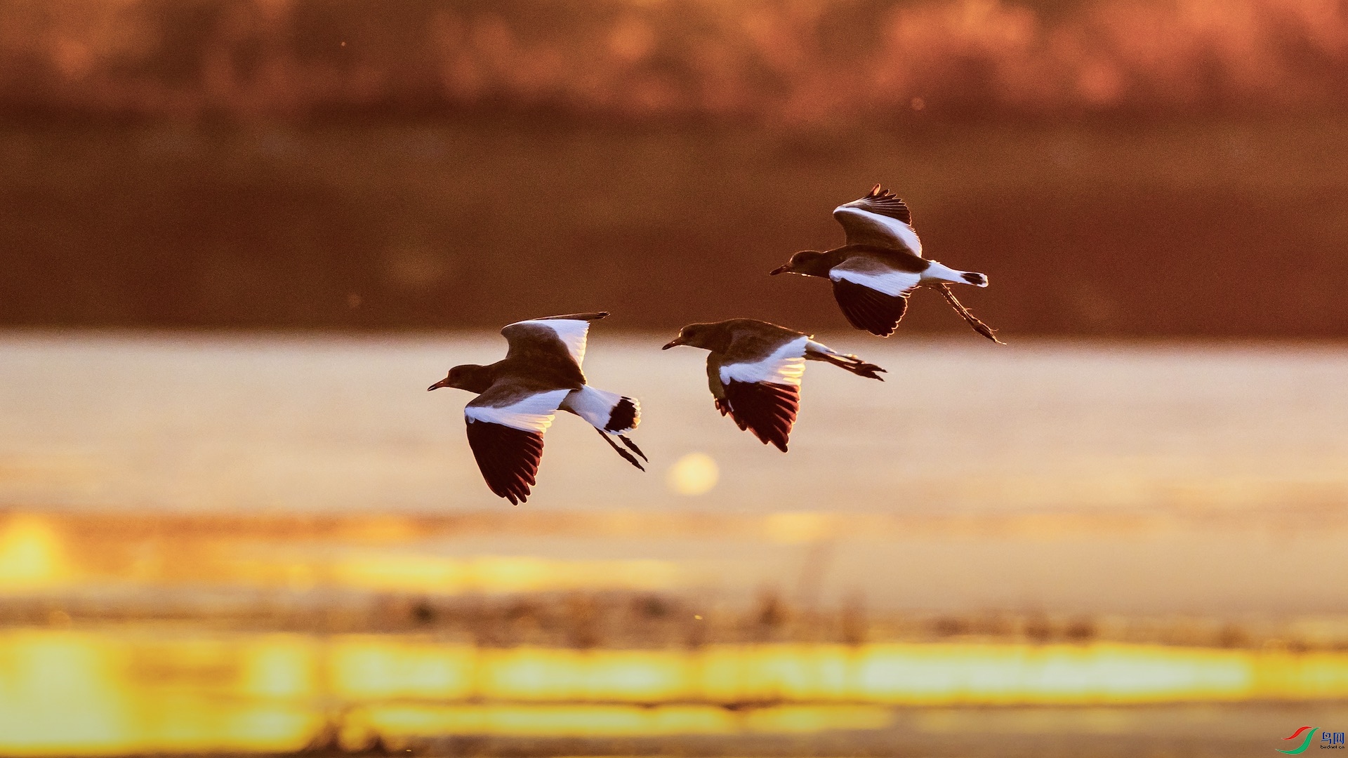 1DSC_07191 ����-1.jpeg