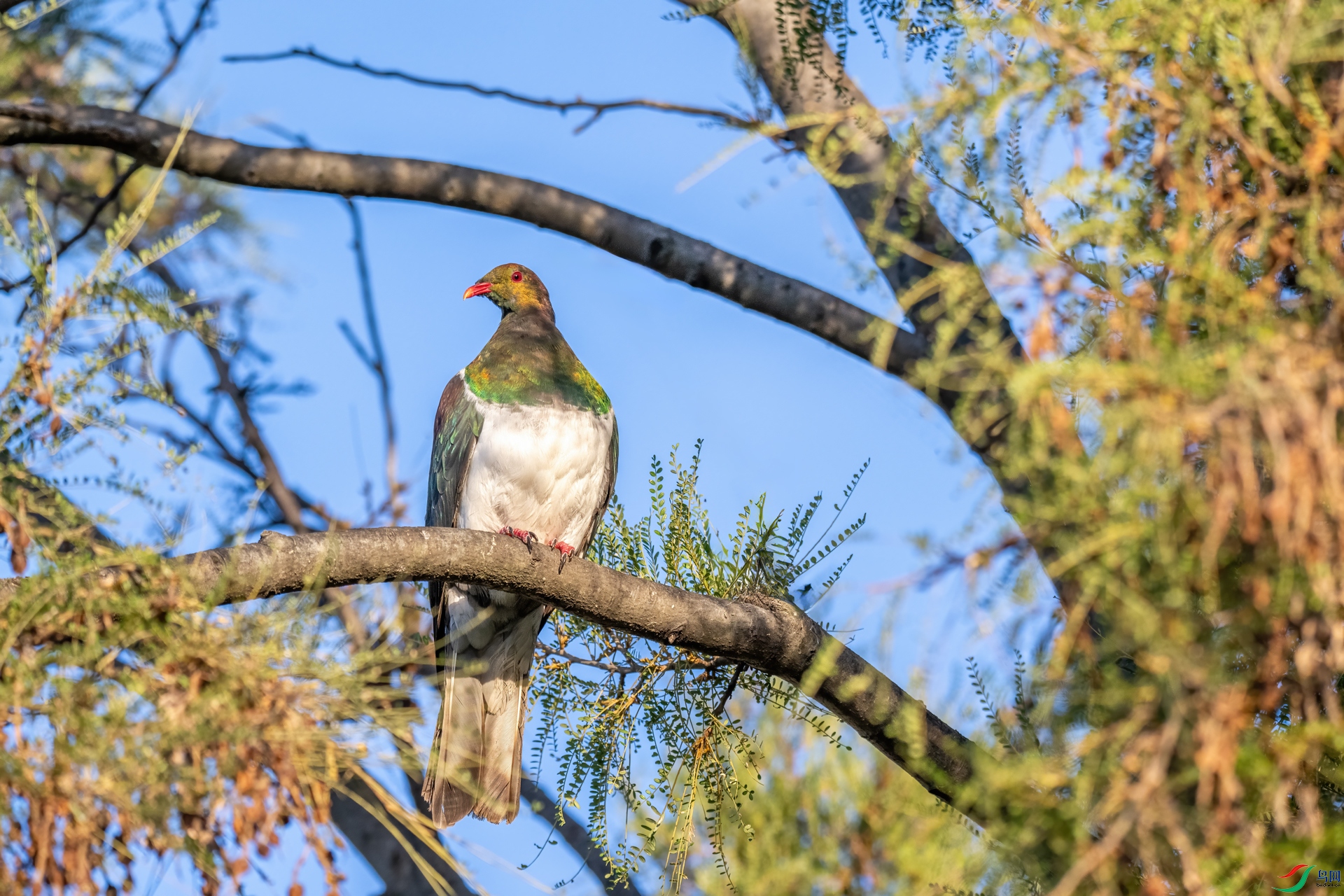 DSC_8681-1.jpg