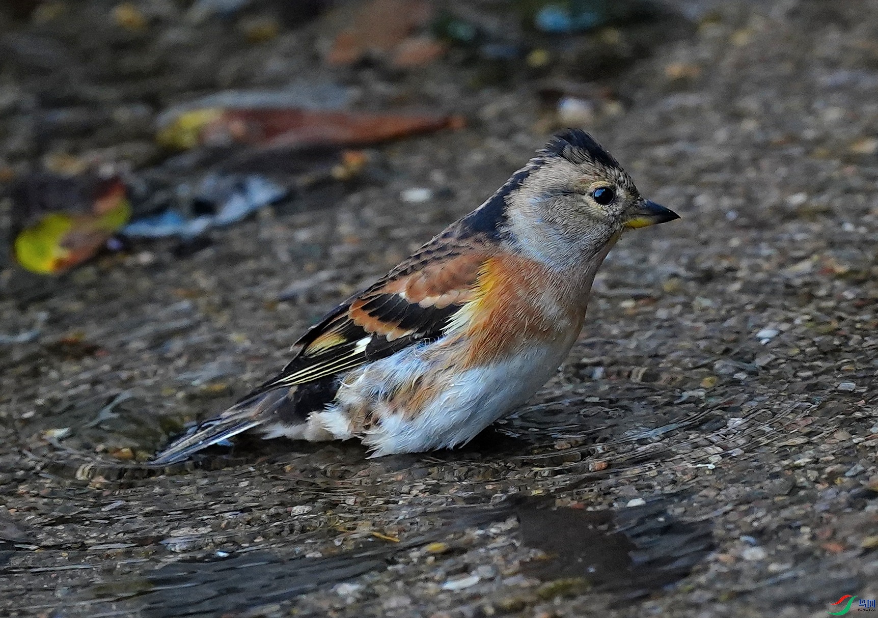 DSC00952-10-22.JPG