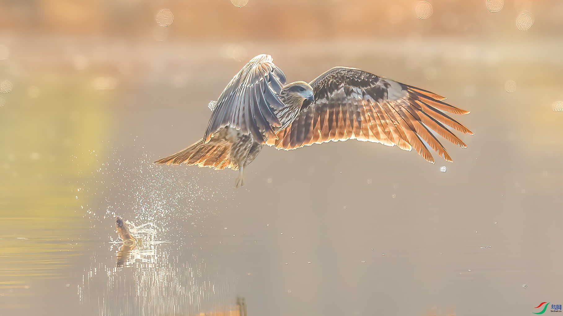 C09R6257 ����.jpg