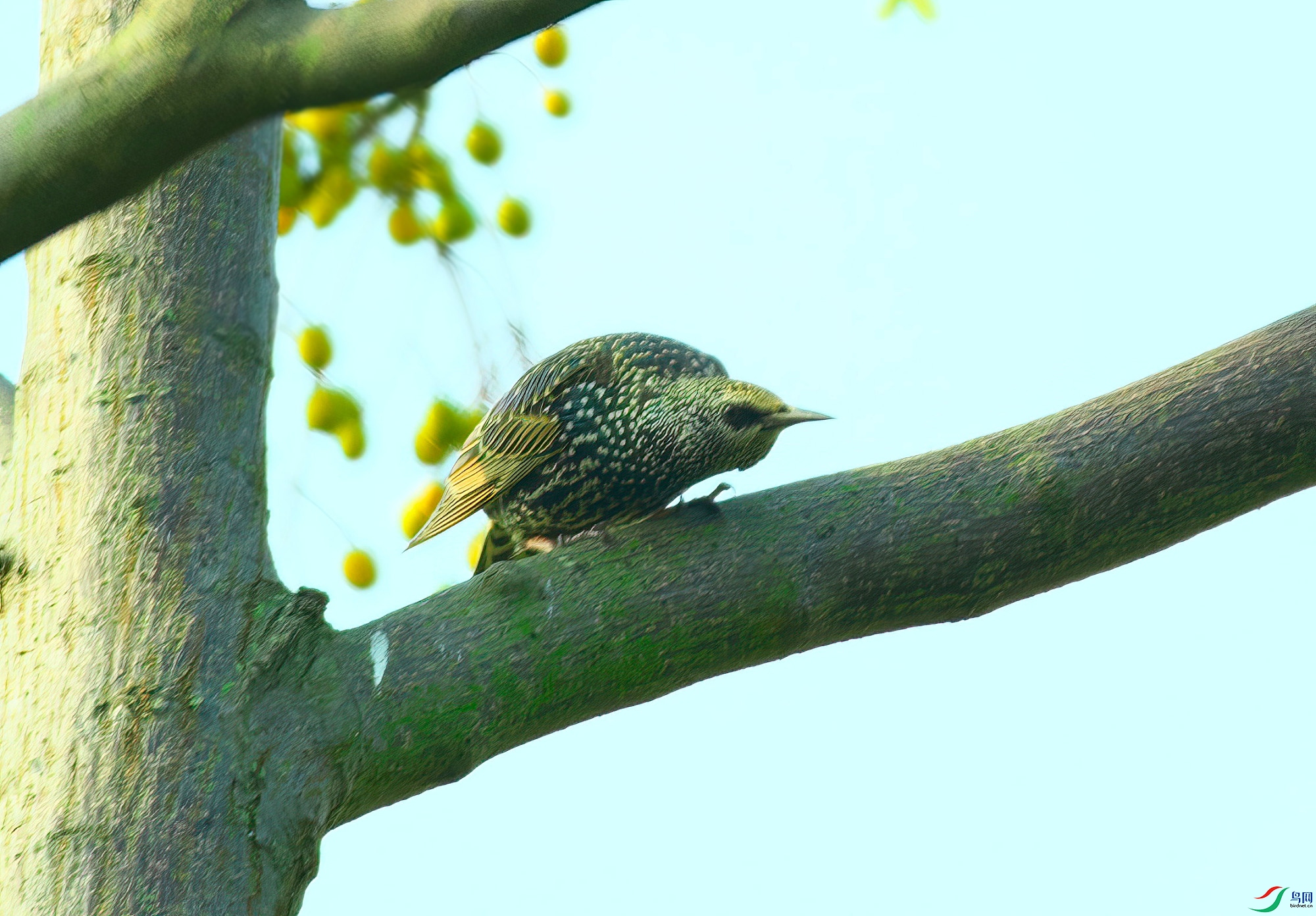 DSCF5825-Sp.jpg
