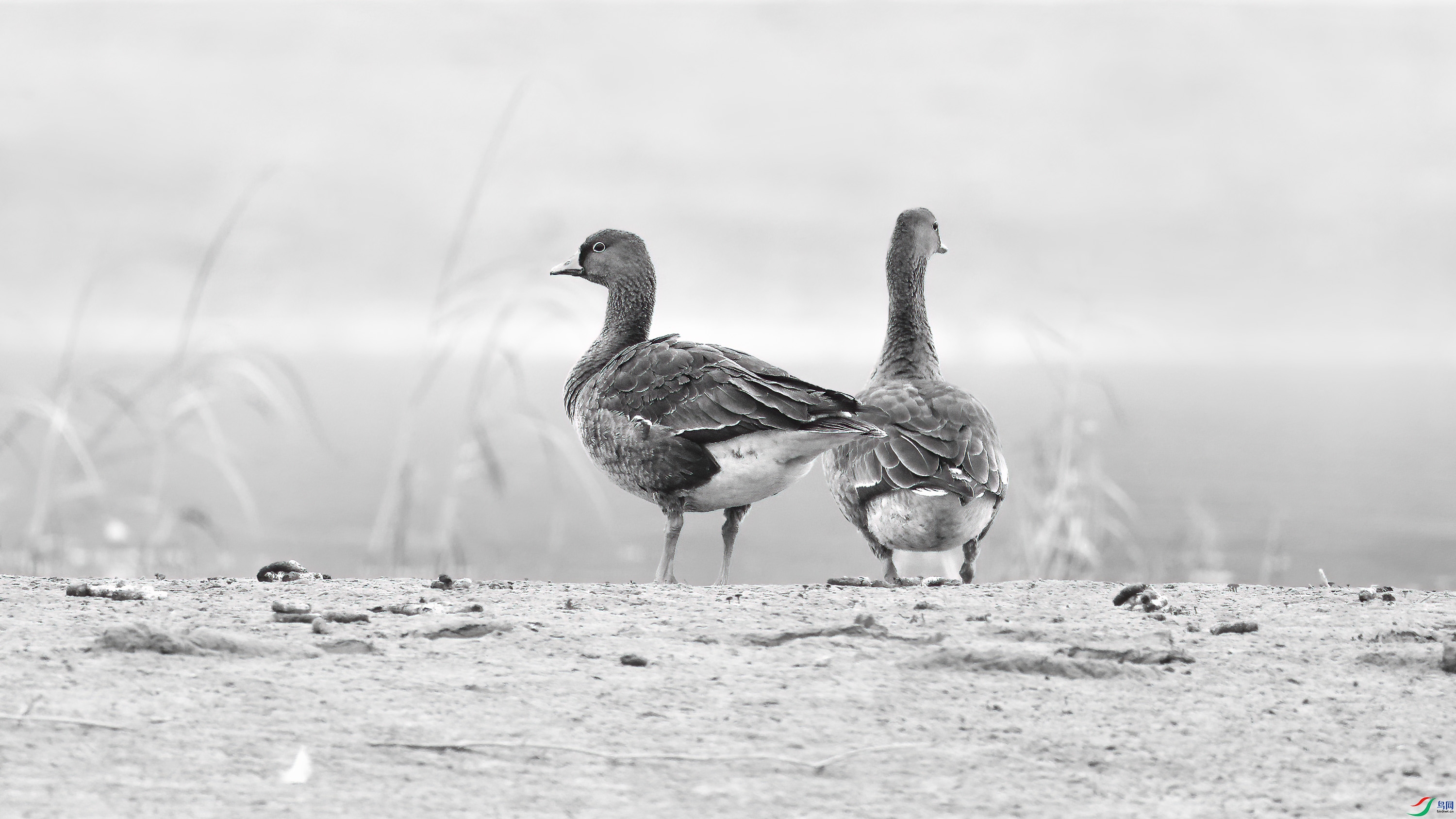 DSC_7658_DxO.jpg