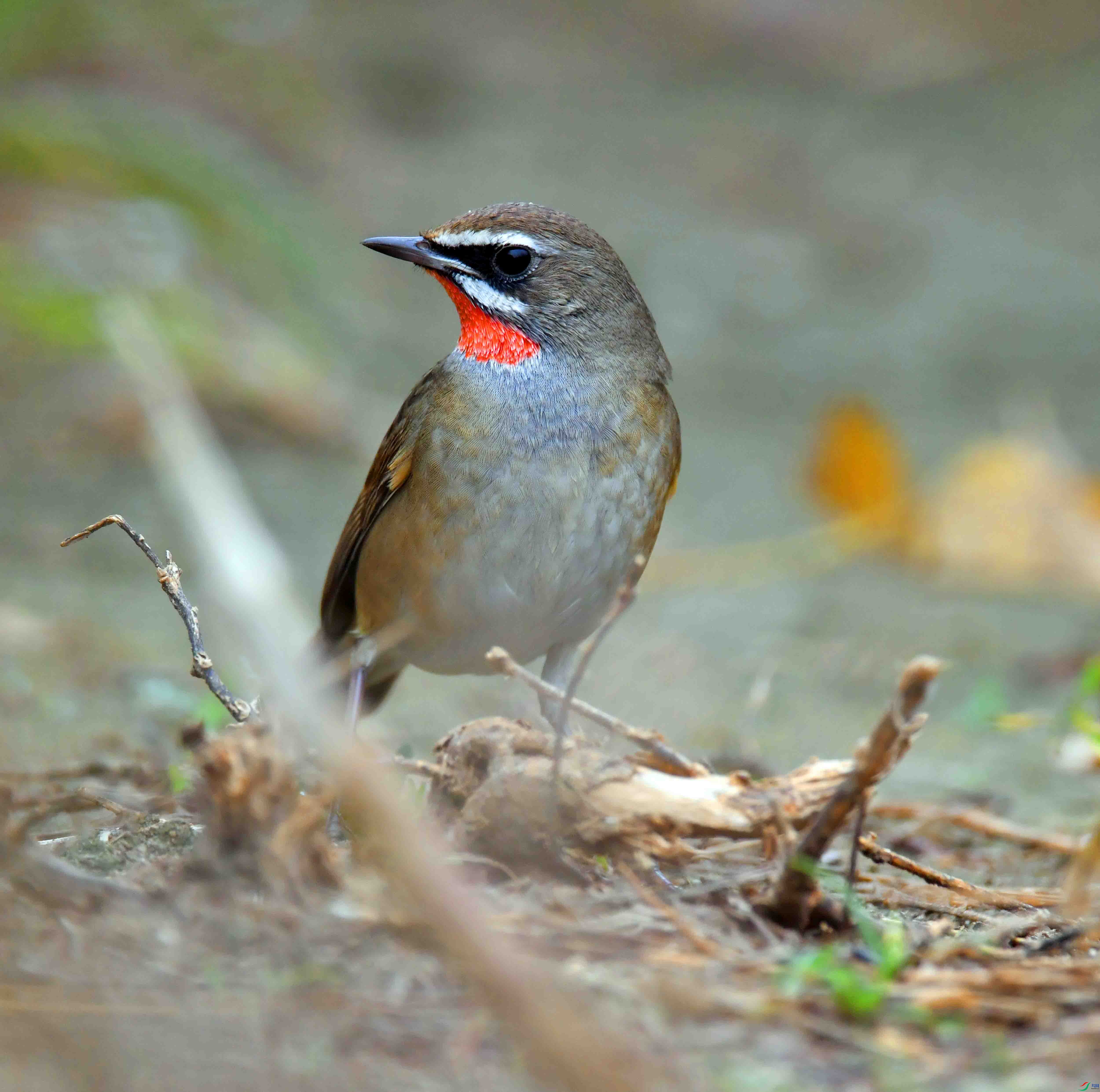 DSC_3464.JPG