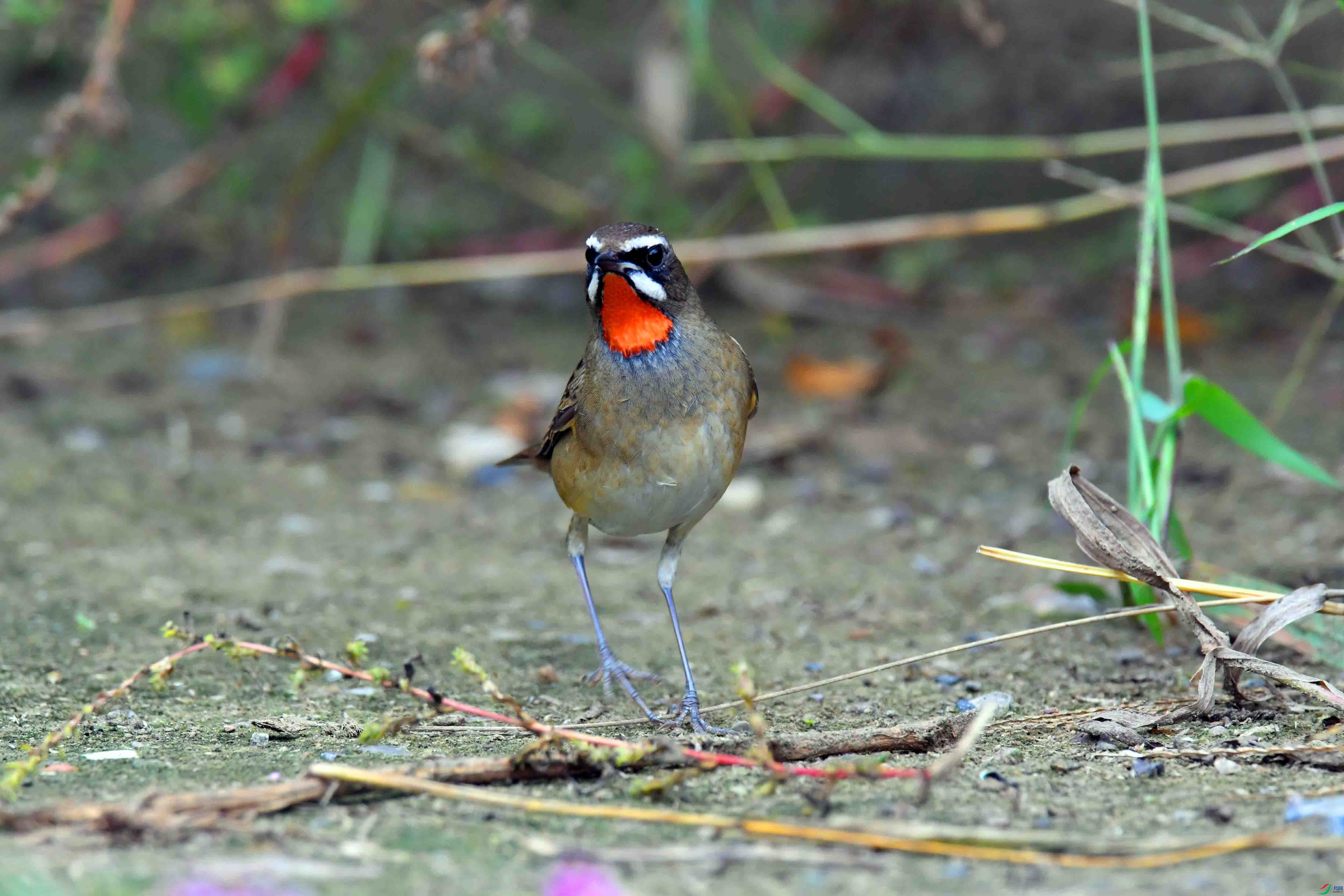 DSC_3608.JPG