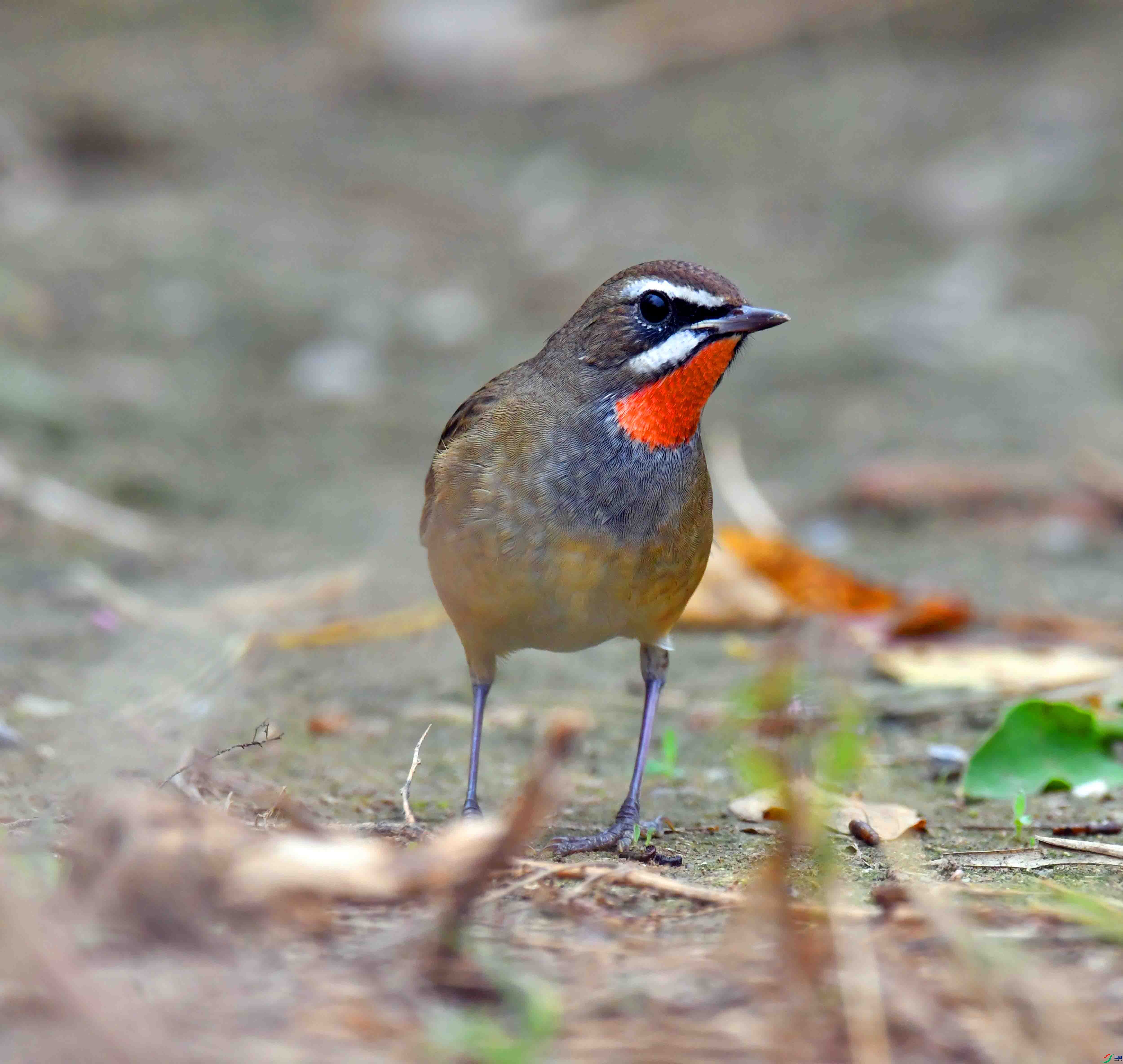 DSC_3641.JPG