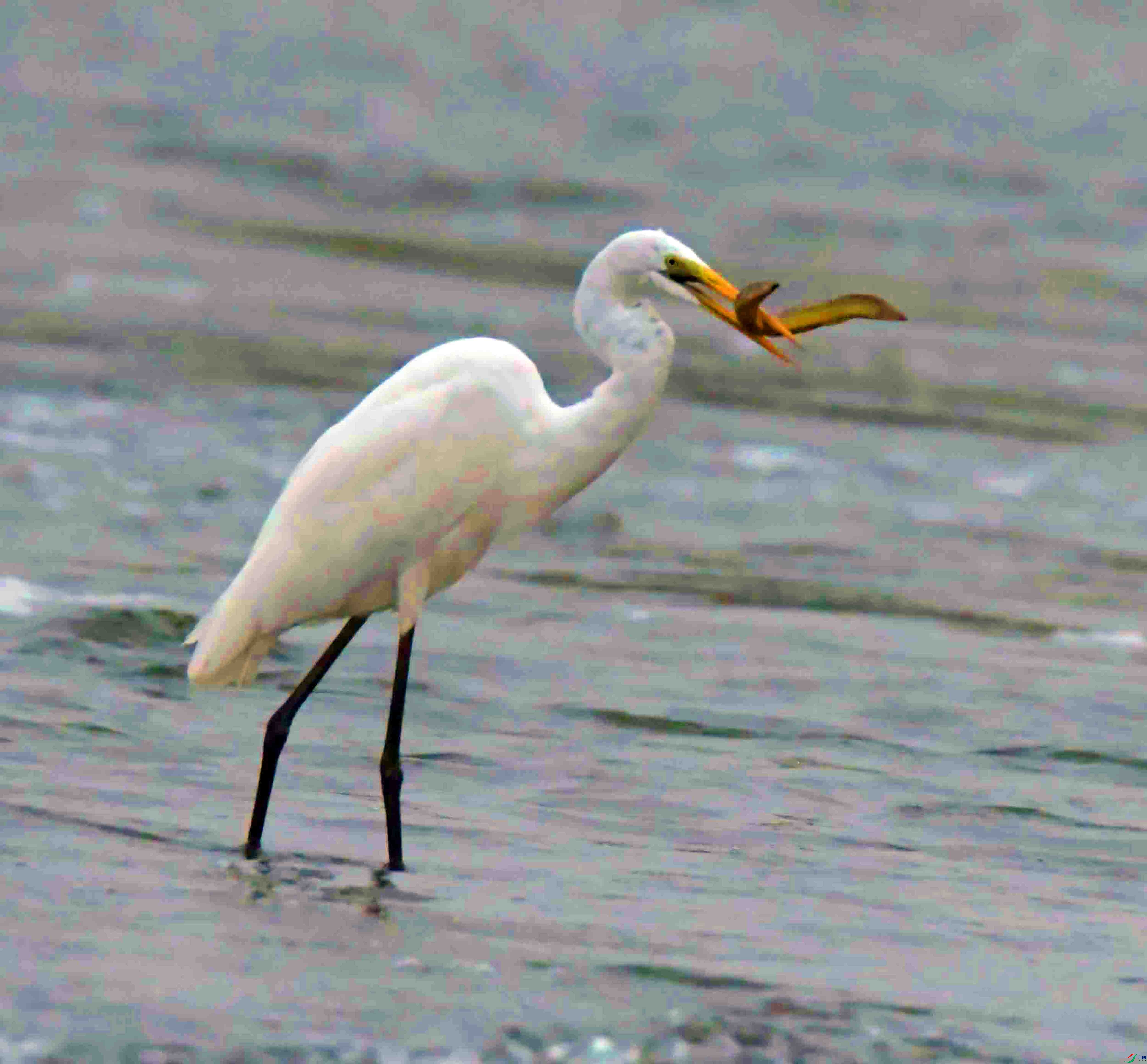 DSC_9646.JPG