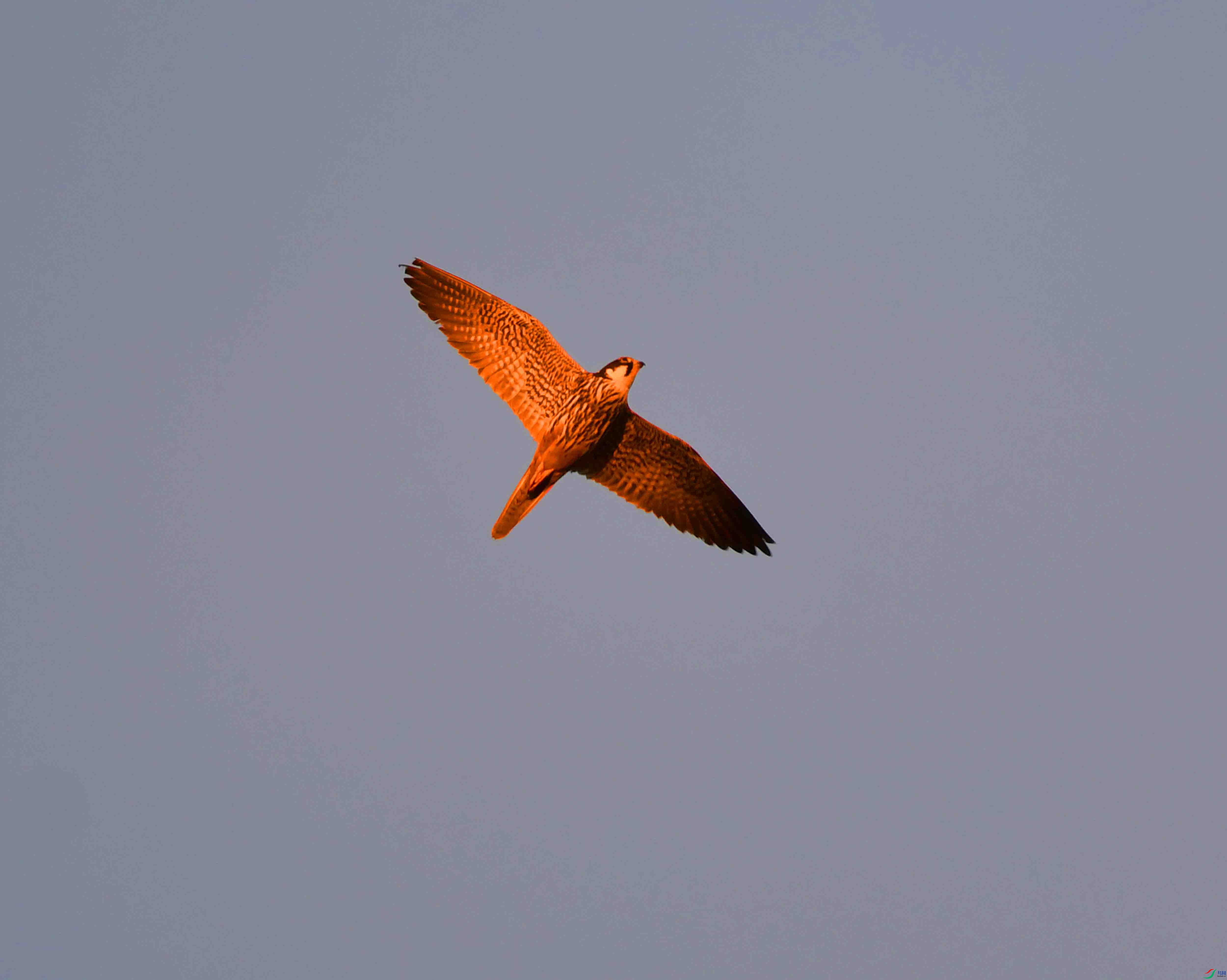 DSC_3335.JPG