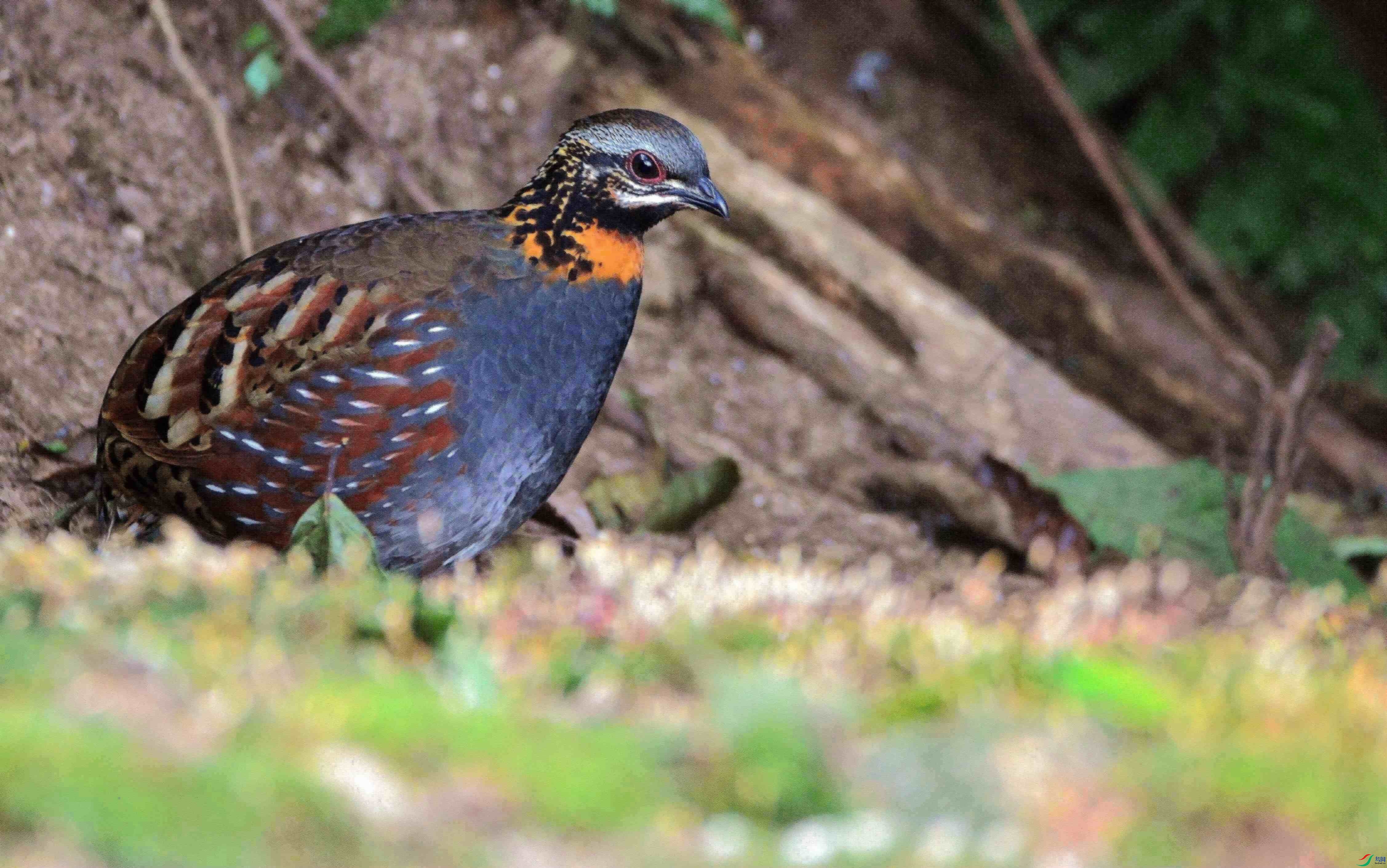 DSC_4201.JPG