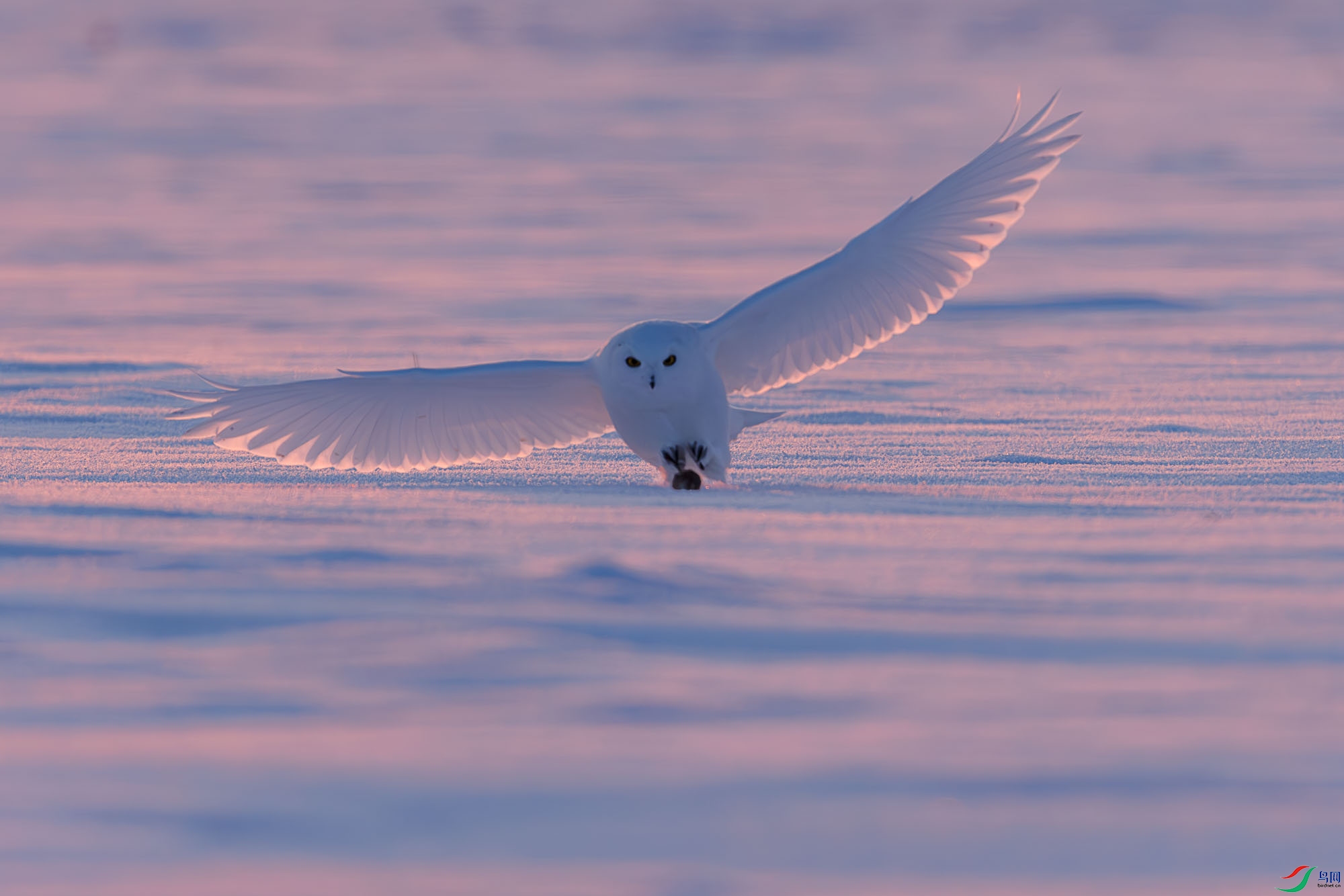 3Z6A0713-����ǿ-NR ����.jpg