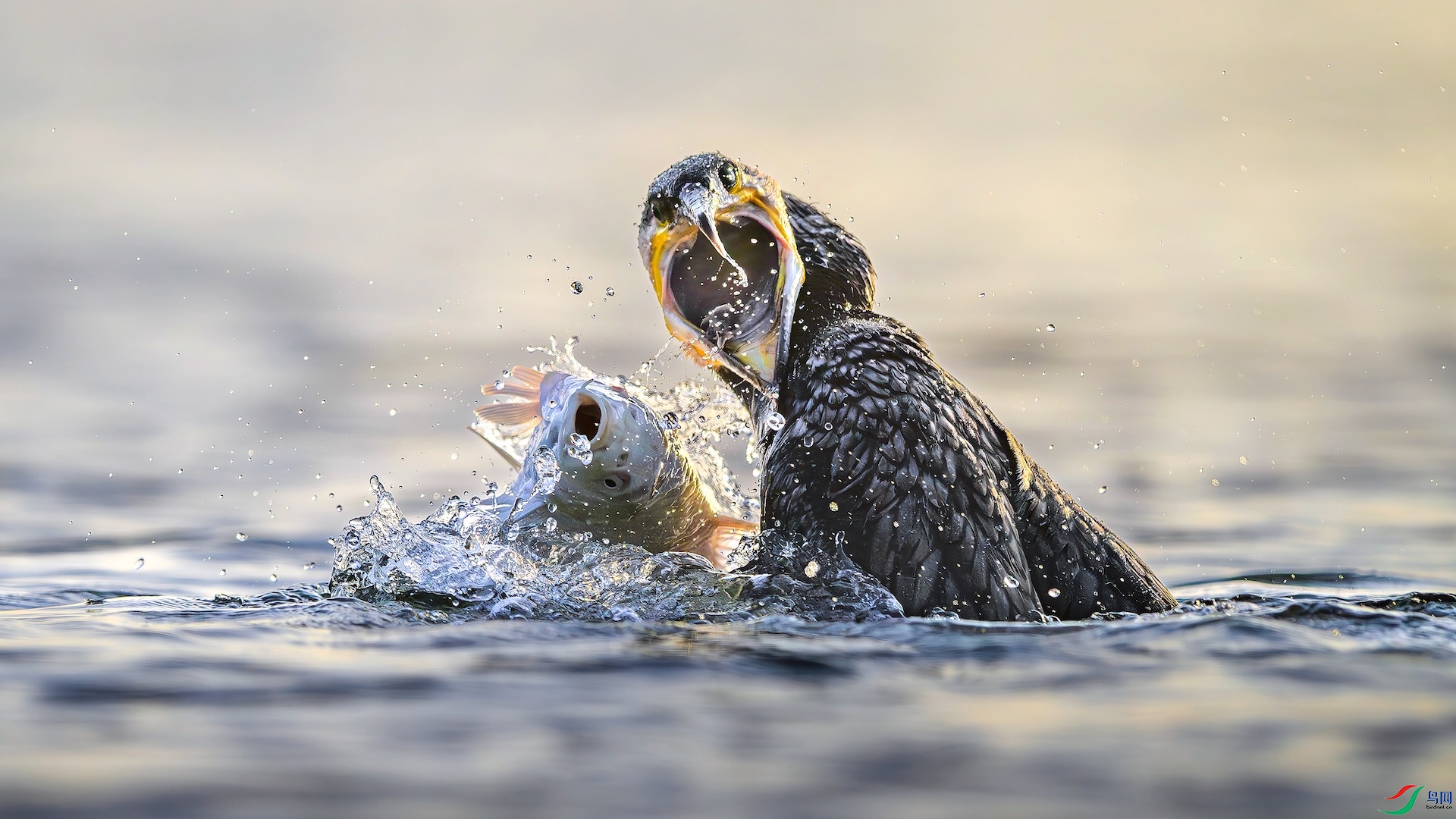 1_XXL1818-����ǿ-NR-1-1 2.jpeg