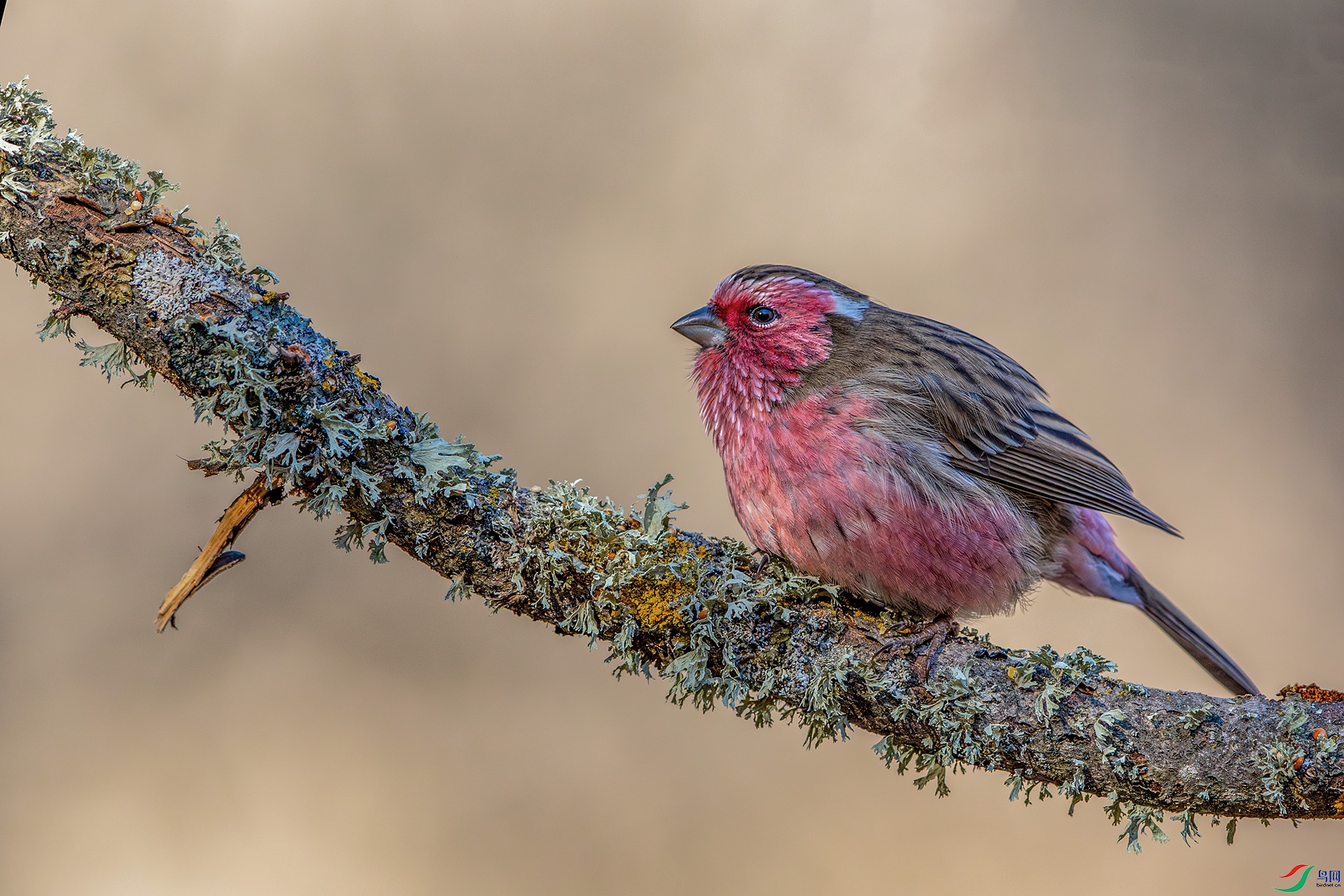 1I9A7250-1ab.jpg