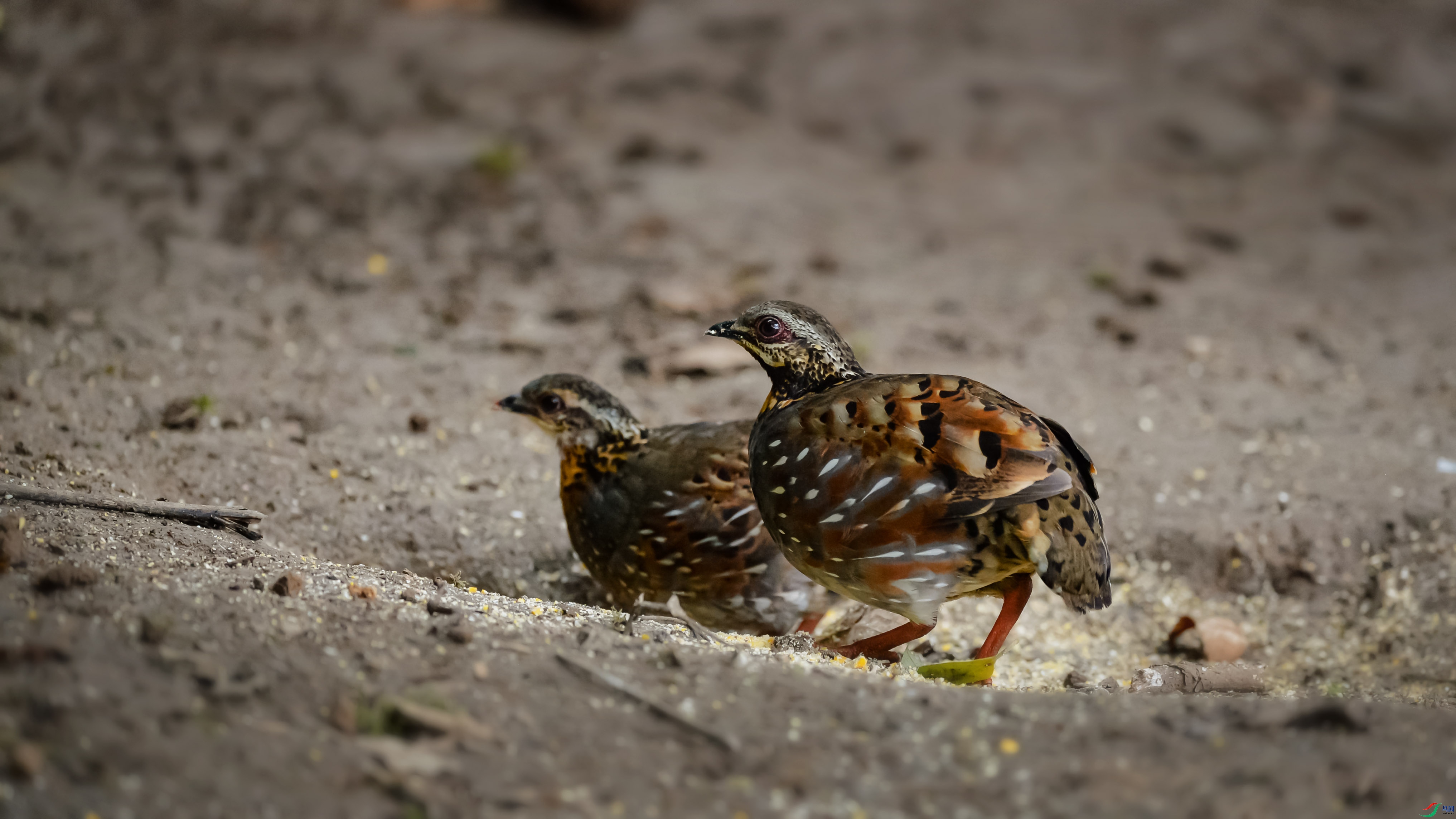DSC_0109.jpg