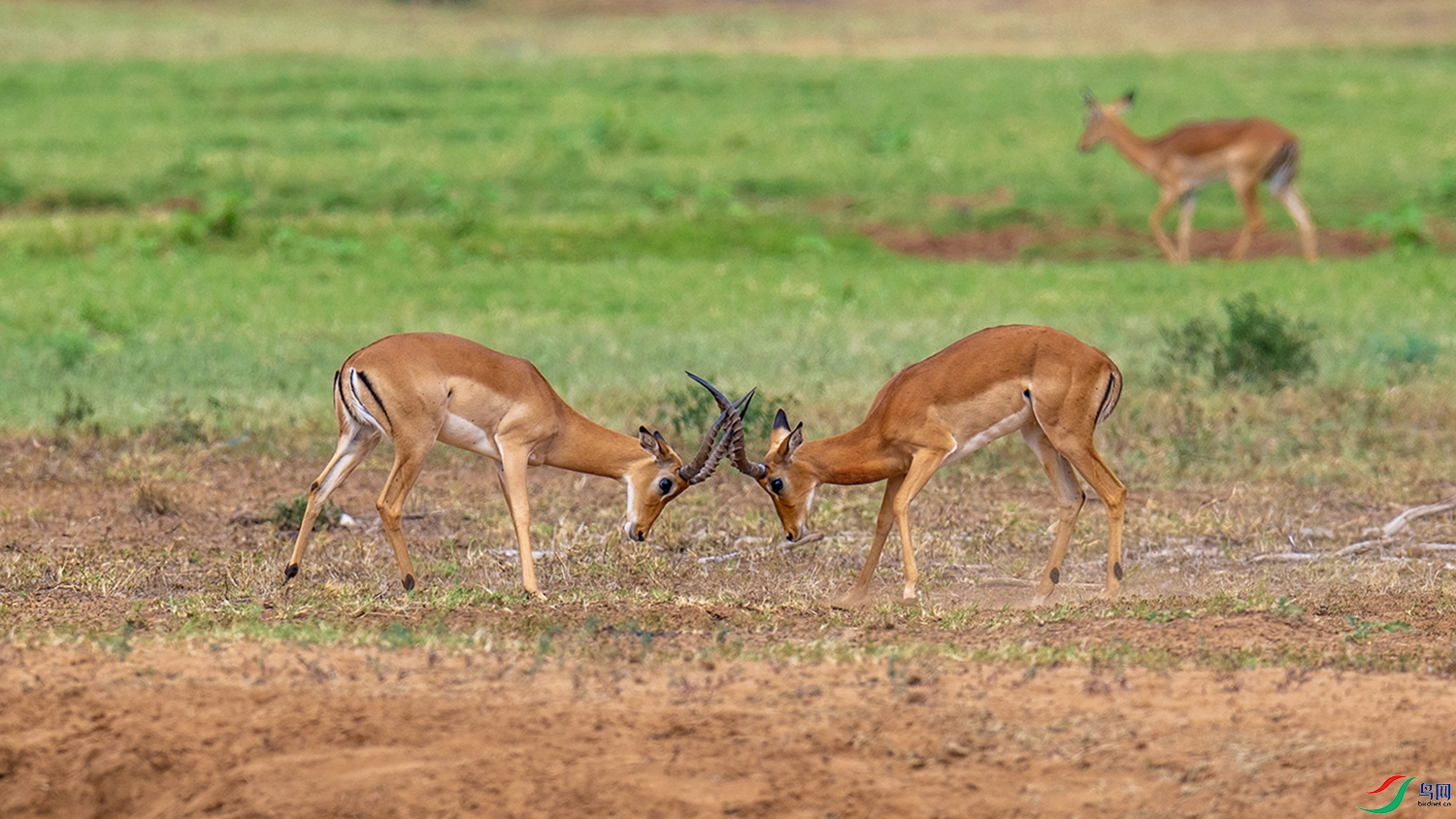 DSC_1852.jpg