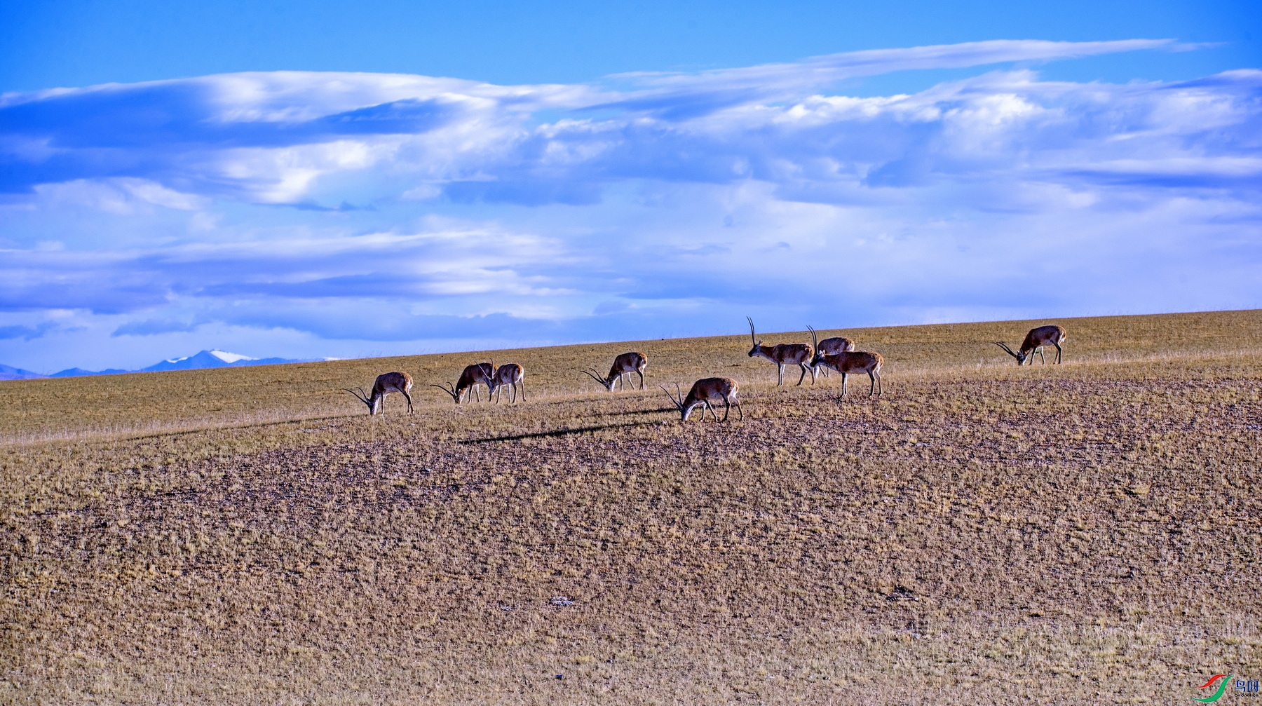 ������ (37).jpg