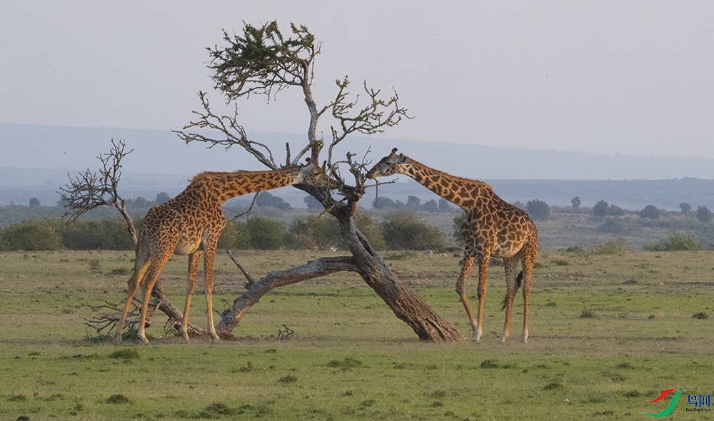 ����¹ (37).jpg