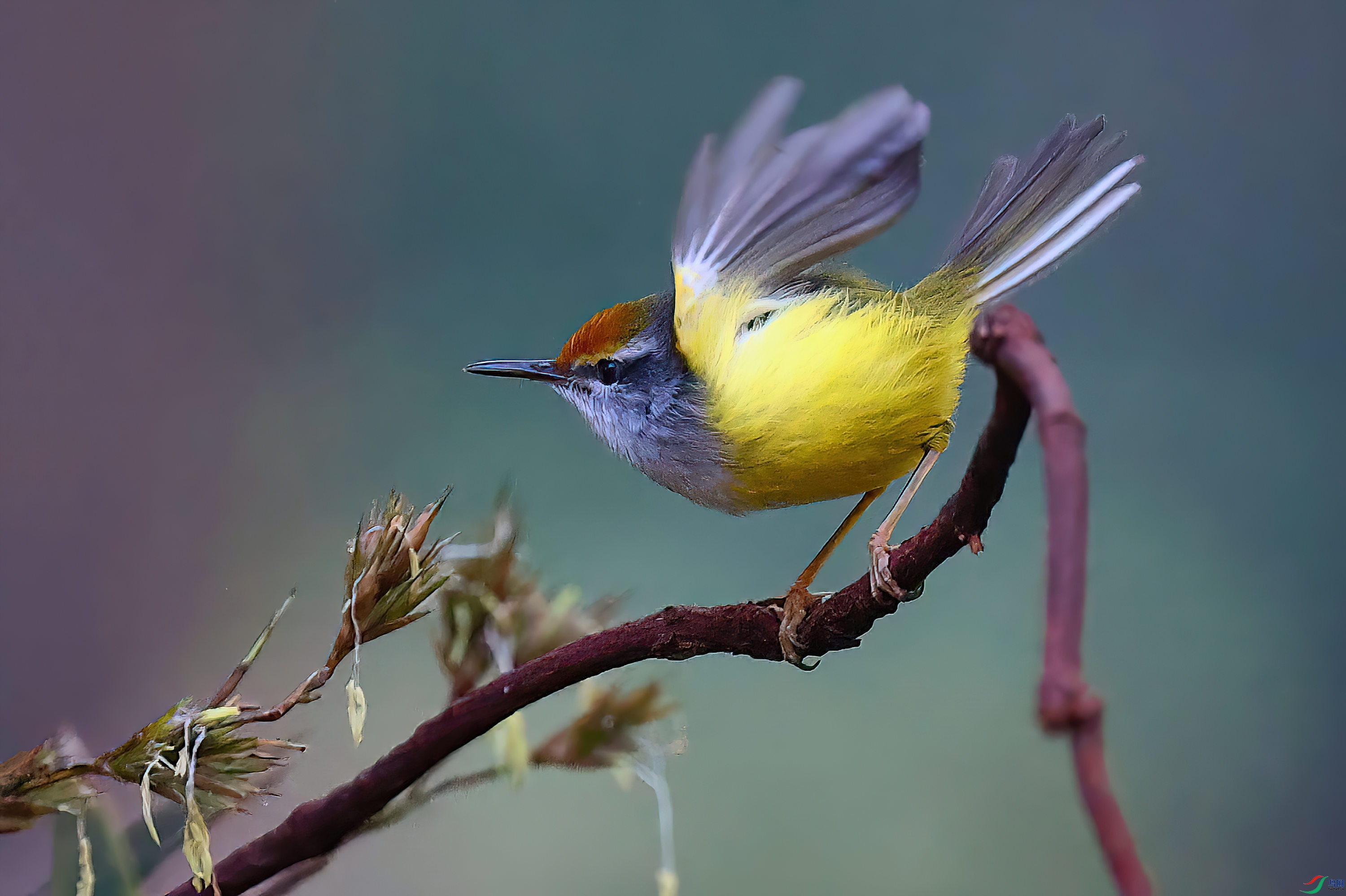 ��ͷ���Ҷݺ