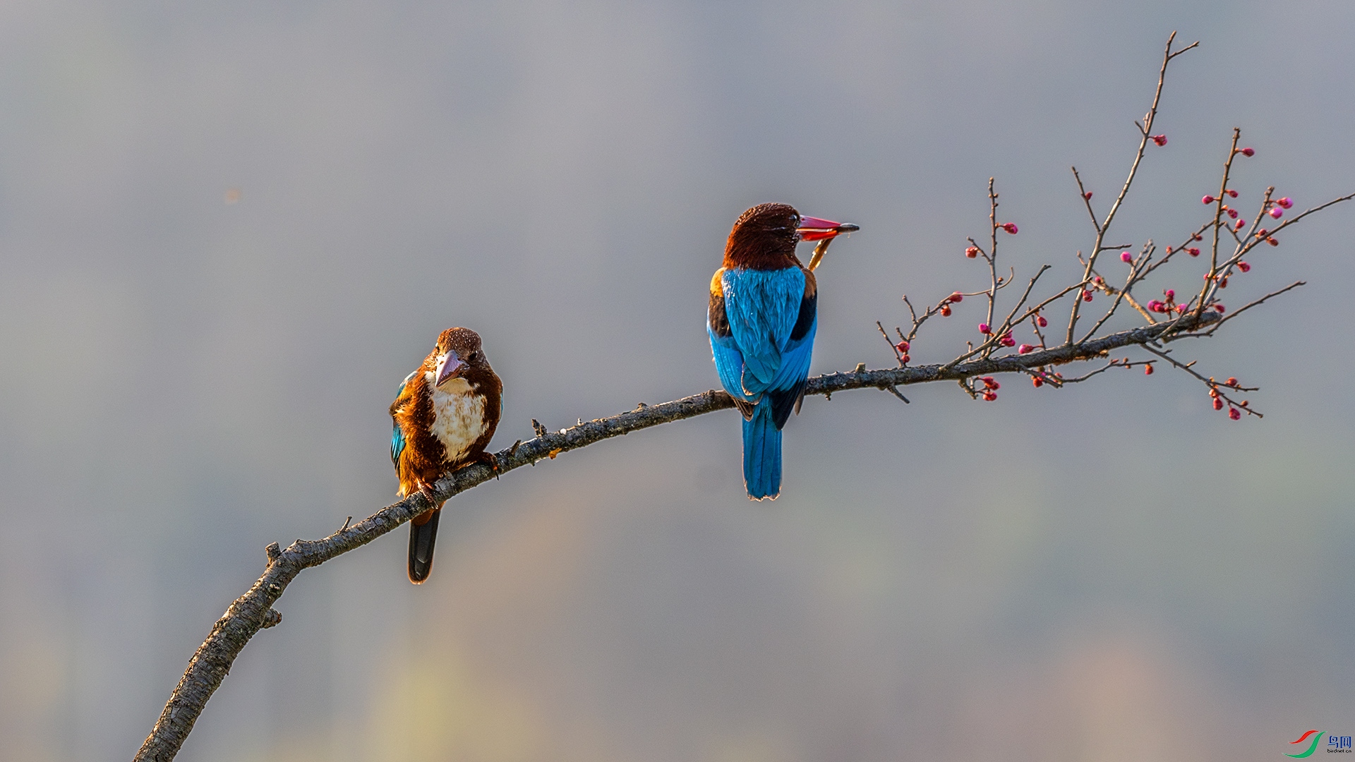 DSC_2504-����ǿ-NR.jpg