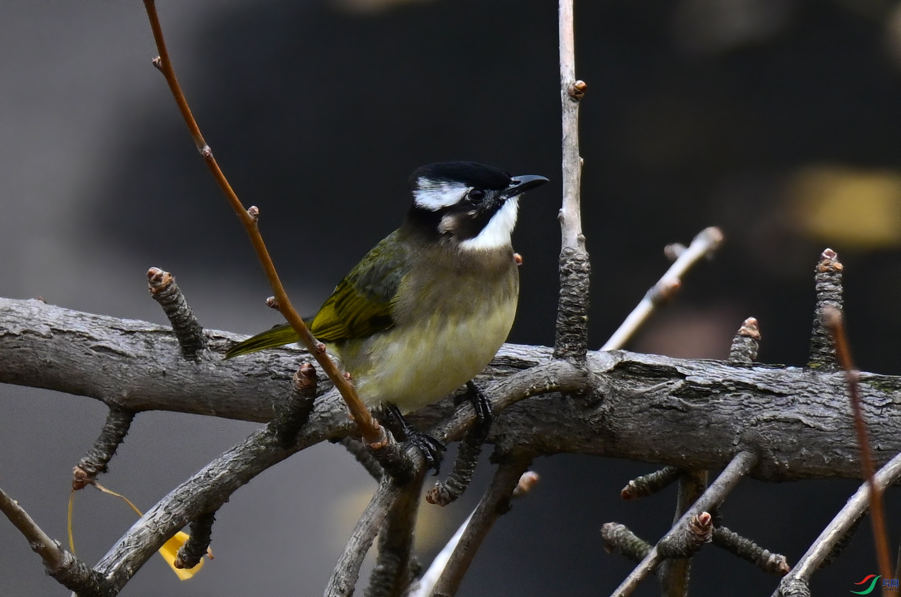 DSC_2031a.jpg