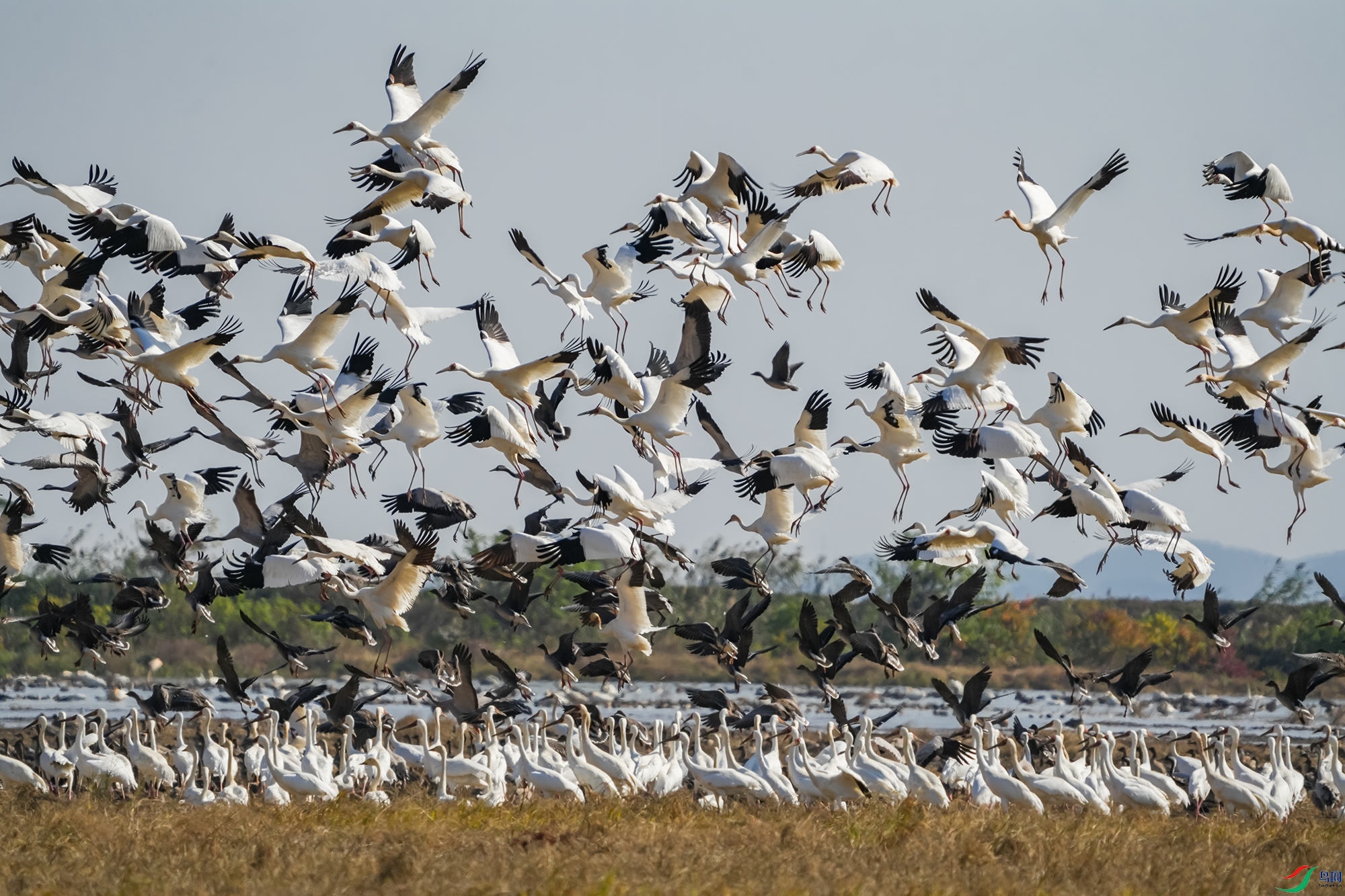 DSC09113 ����1111.jpg