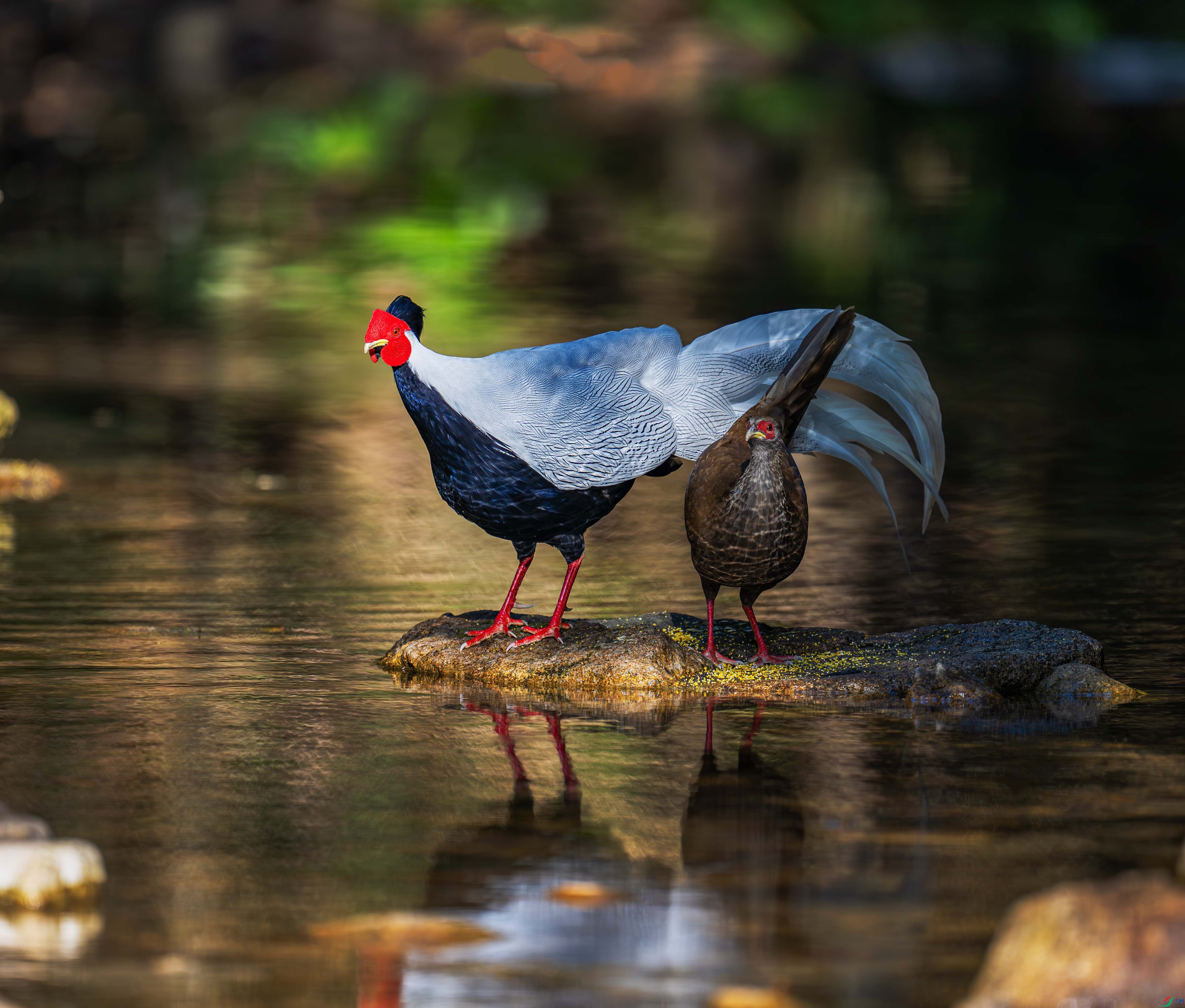 DSC_5881-����ǿ-NR ���� 2.jpg