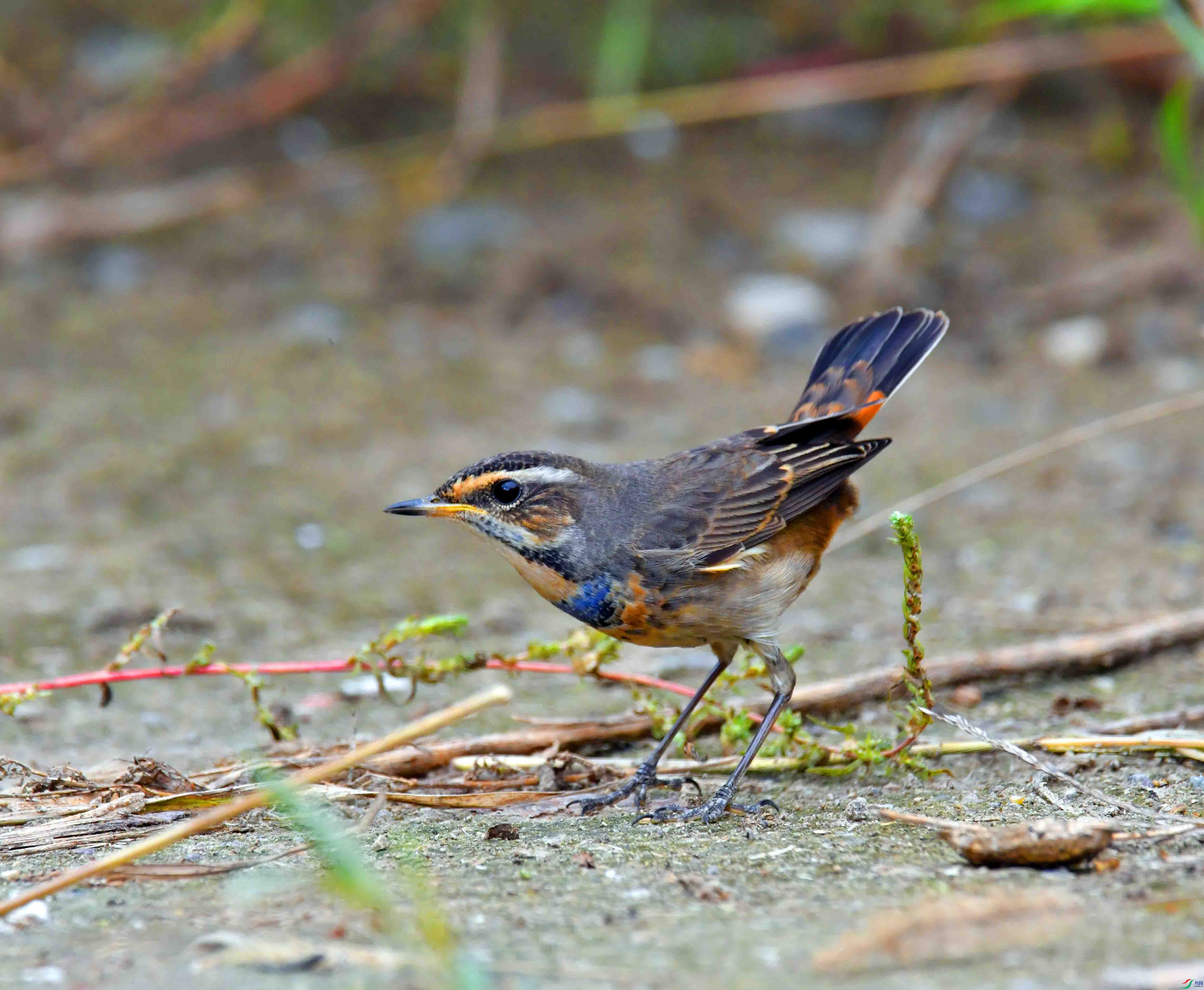 DSC_2115.JPG