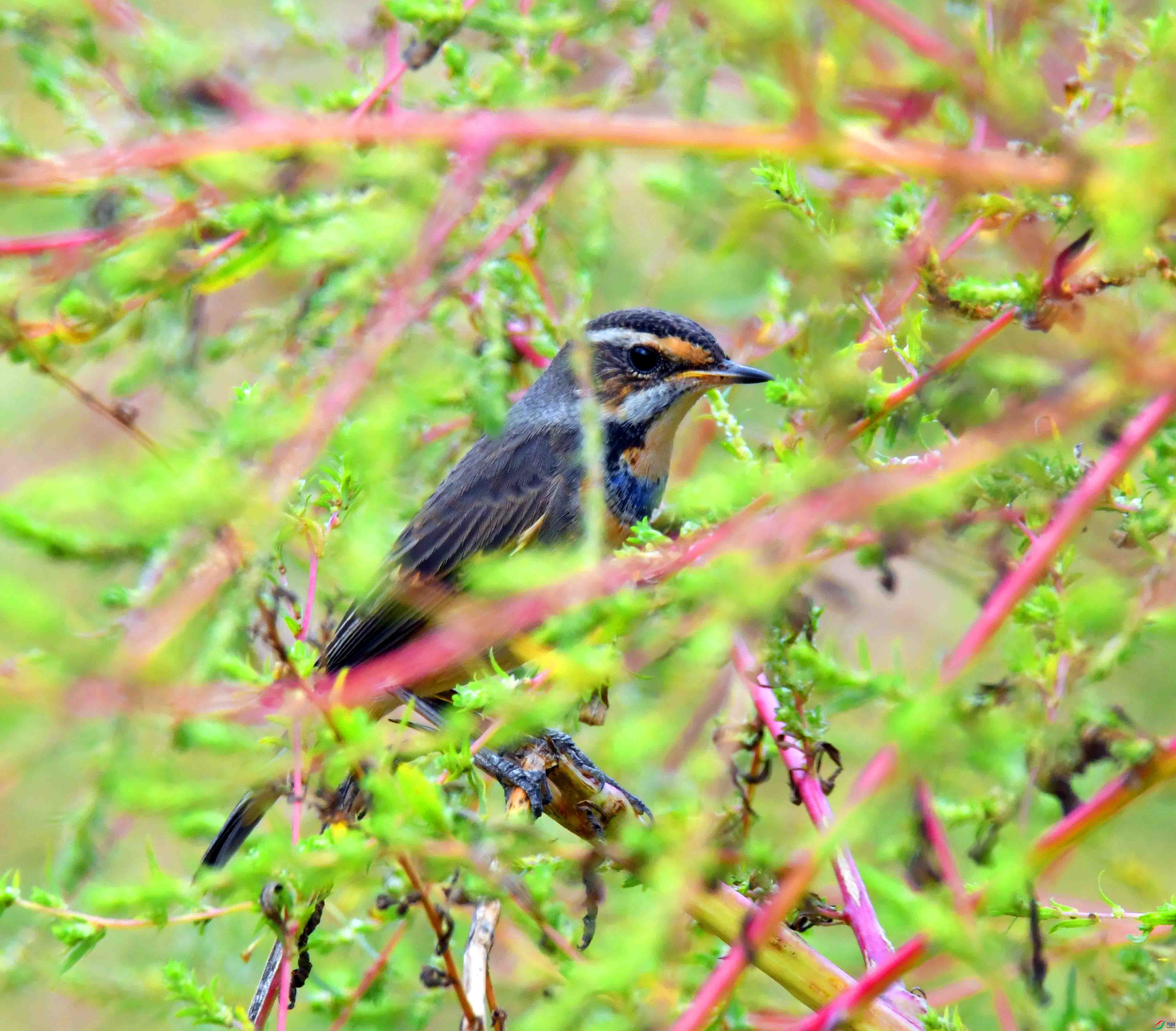 DSC_2139.JPG