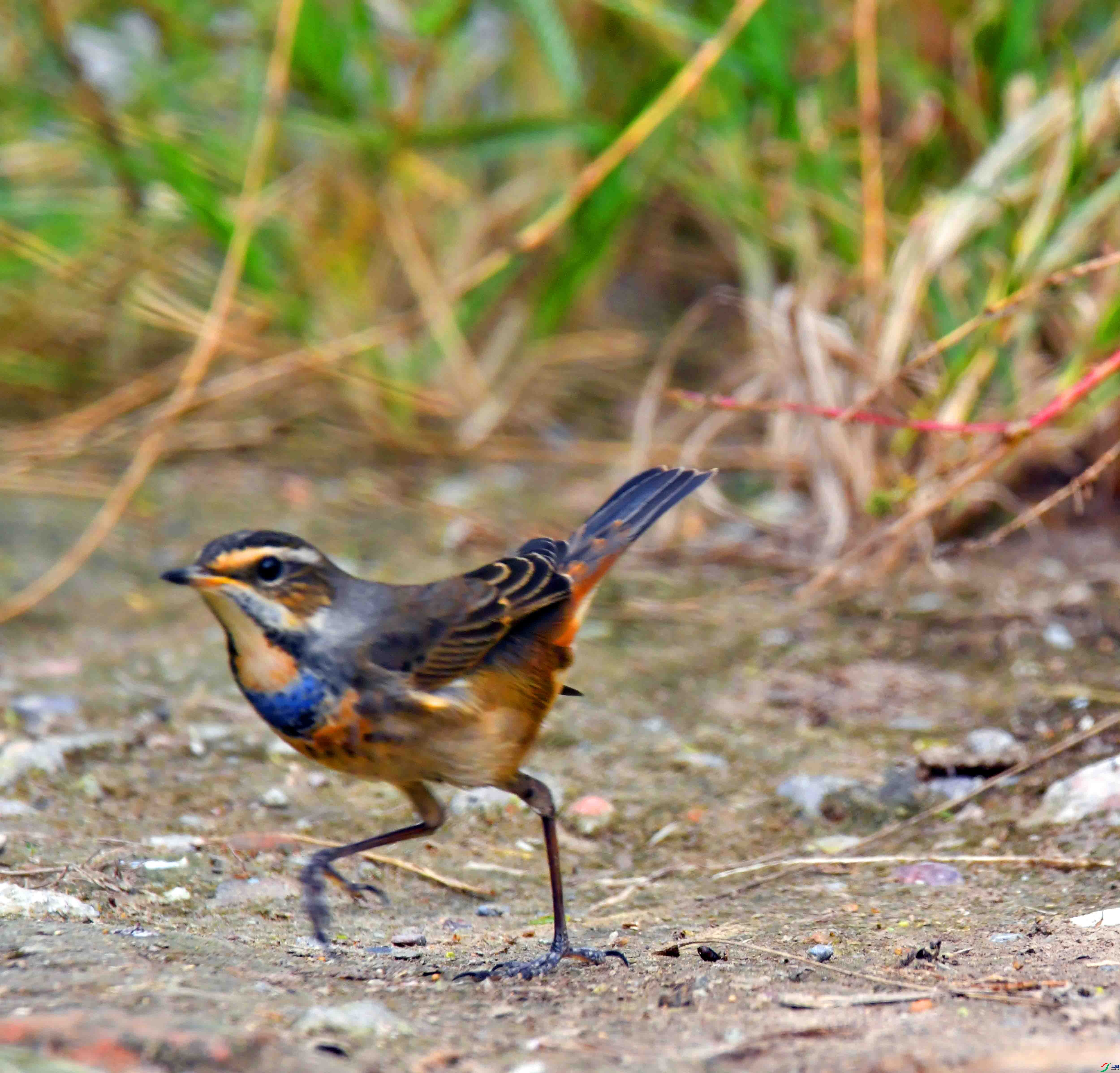 DSC_2187.JPG