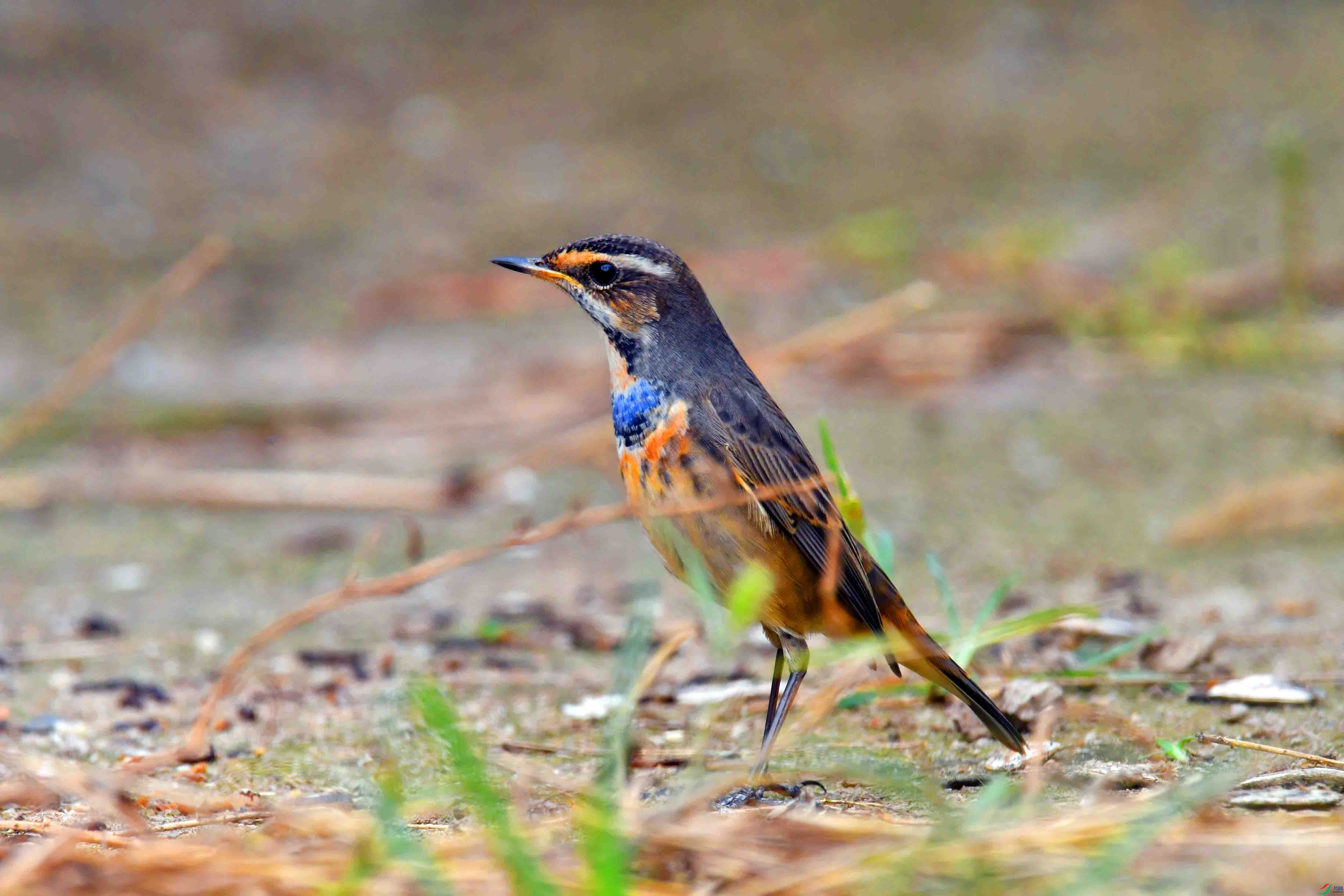 DSC_2189.JPG