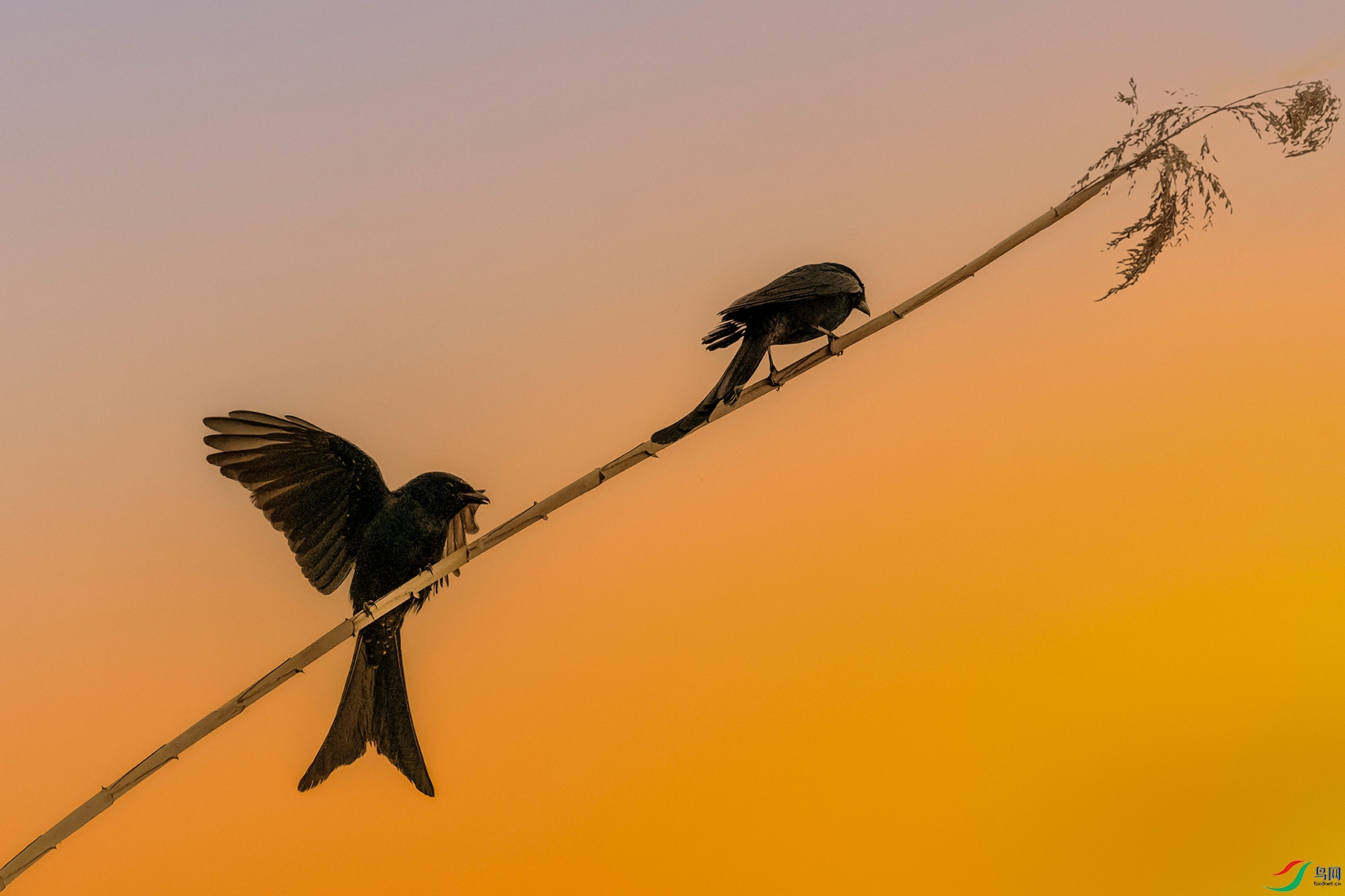 �ھ�β----��Լ�ƻ��