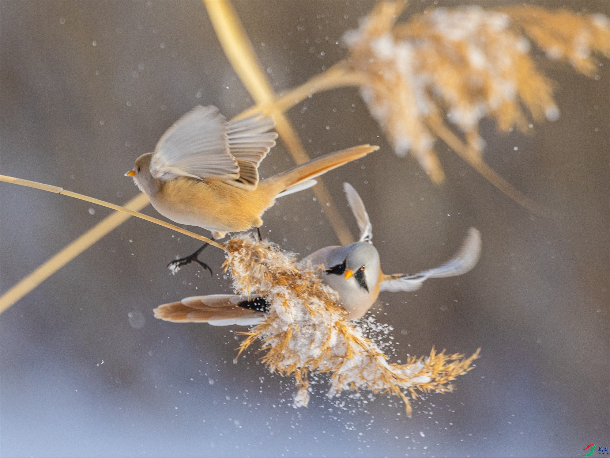 1K3A1295 ����1.jpg