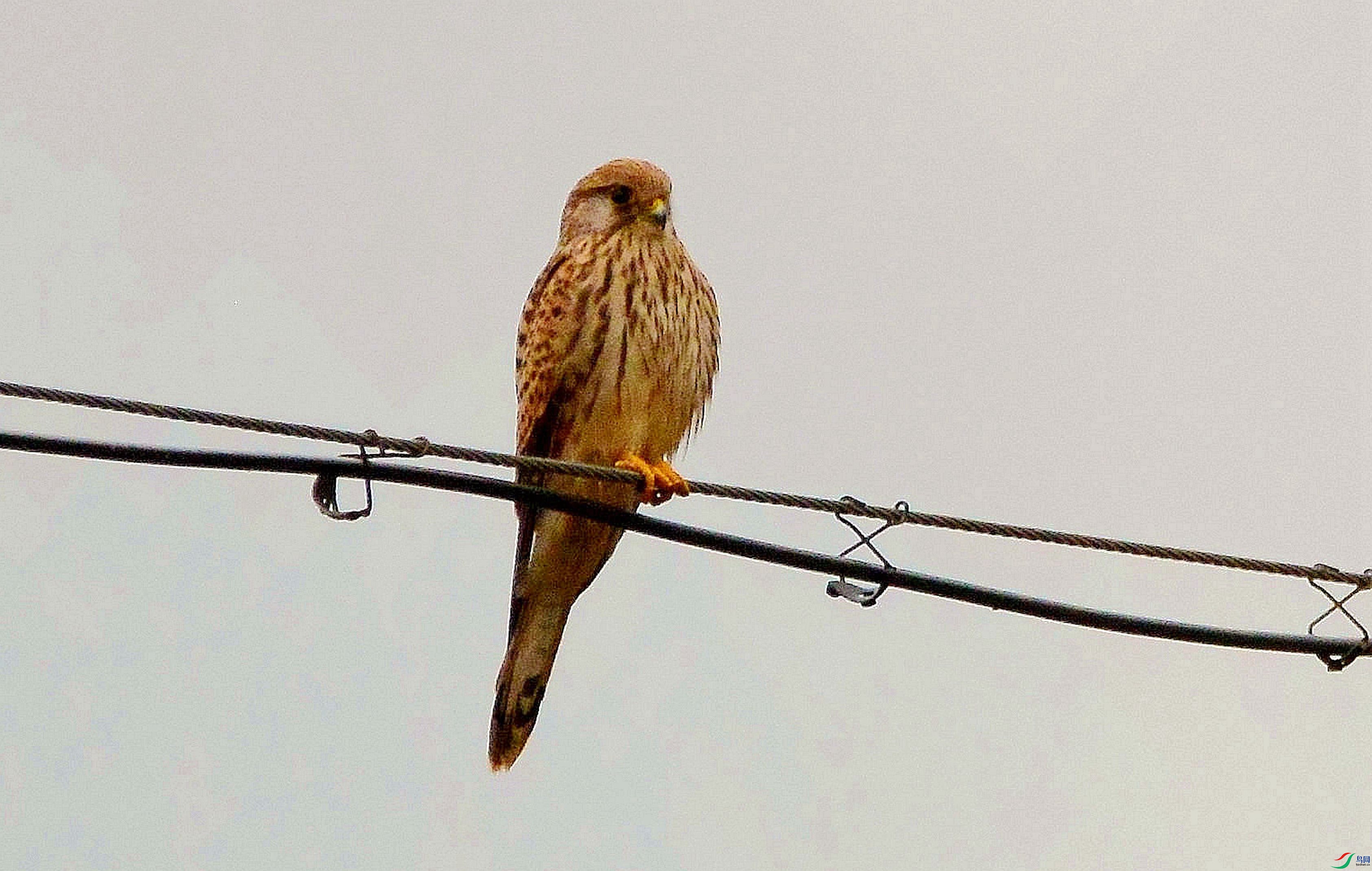 DSC_6525.JPG