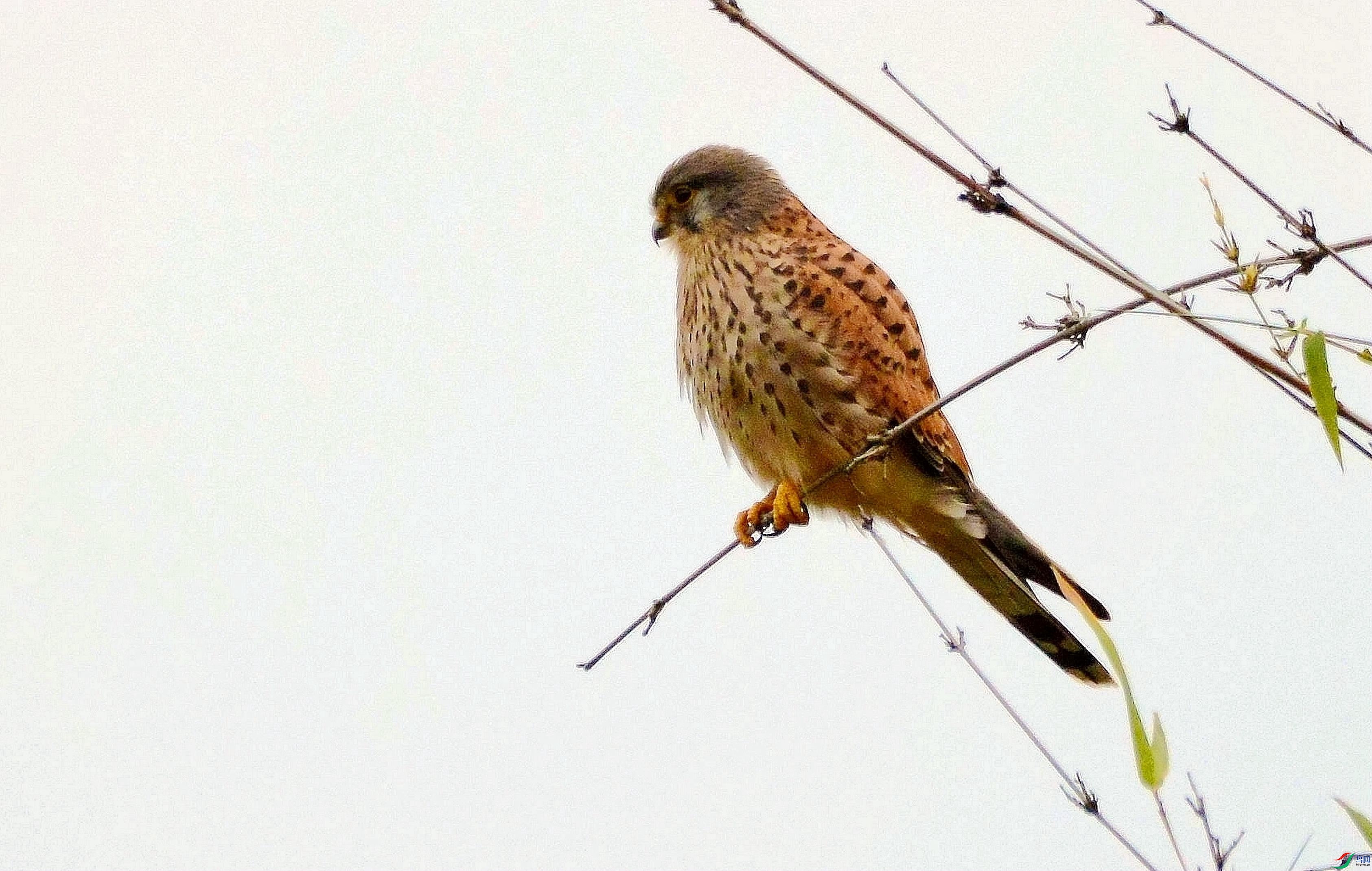 DSC_6583.JPG