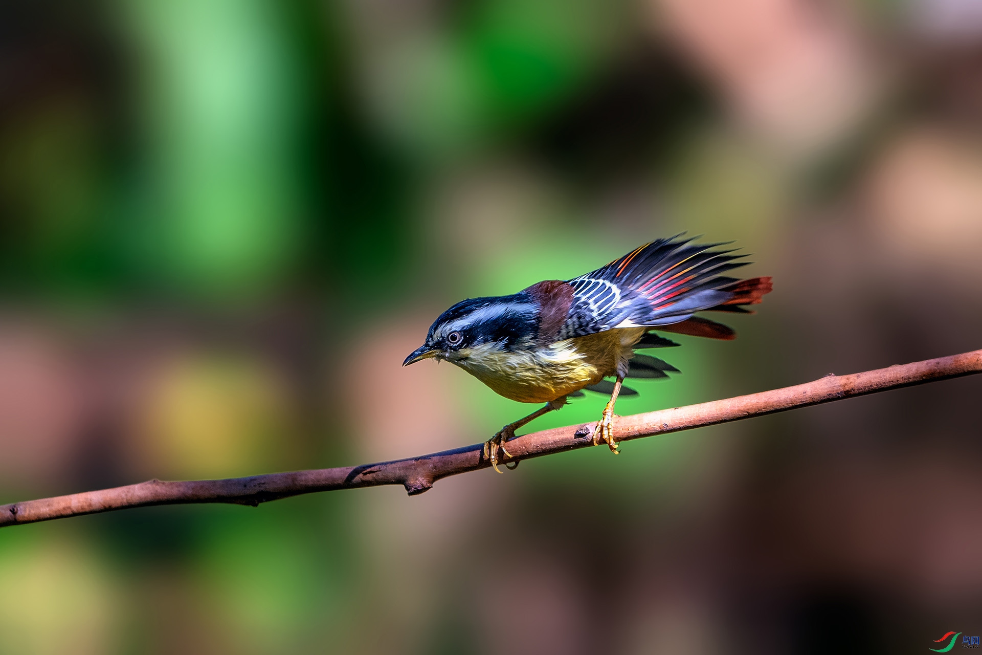 _AUU4375��βϣ��(24.2.17).jpg