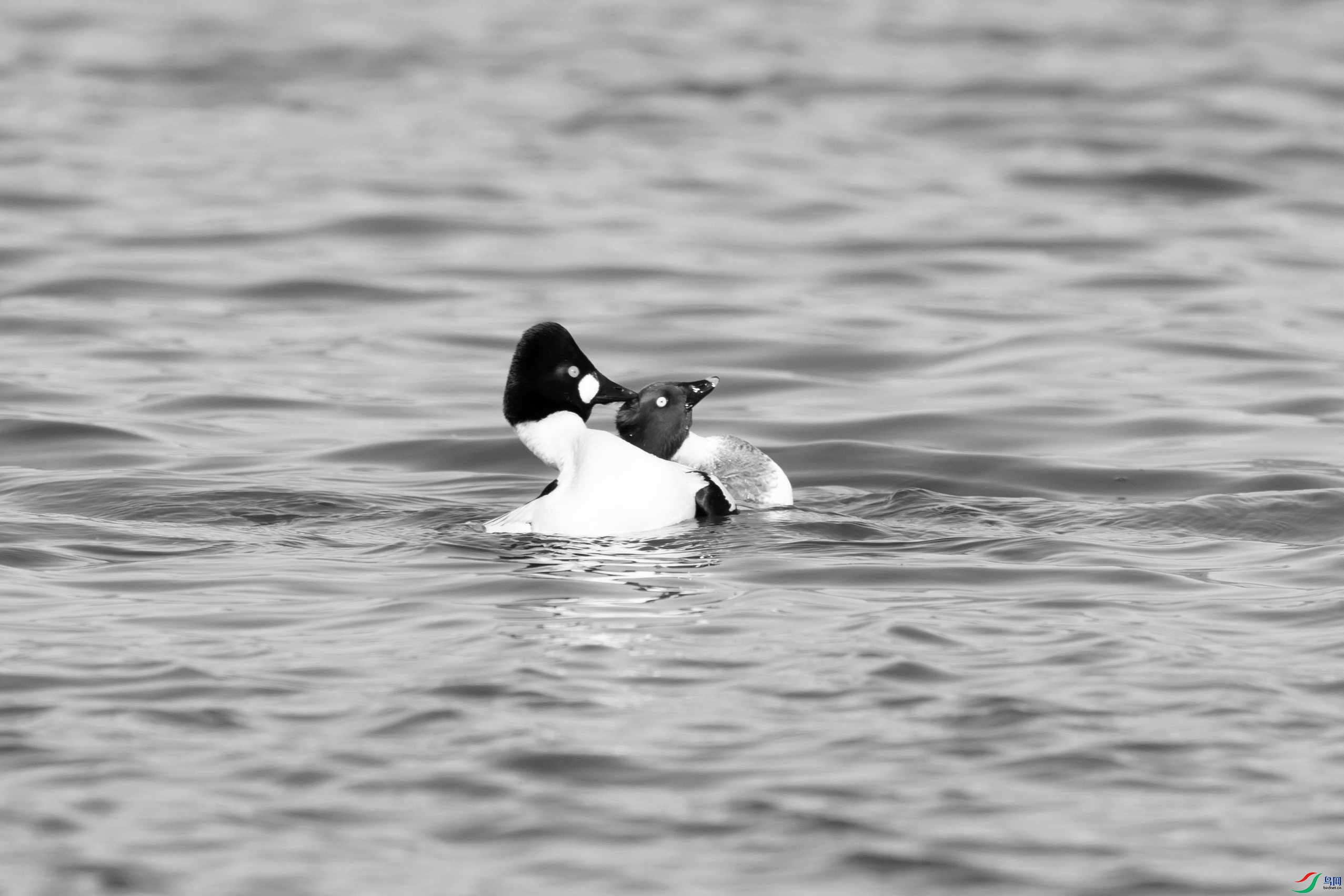 DSC_1285 ����.jpg