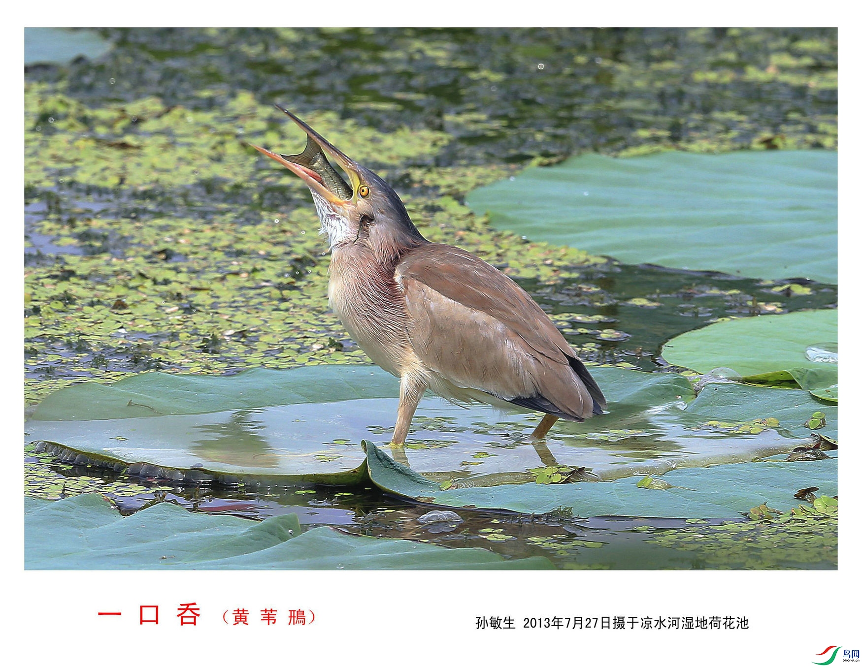 A 5_����.jpg