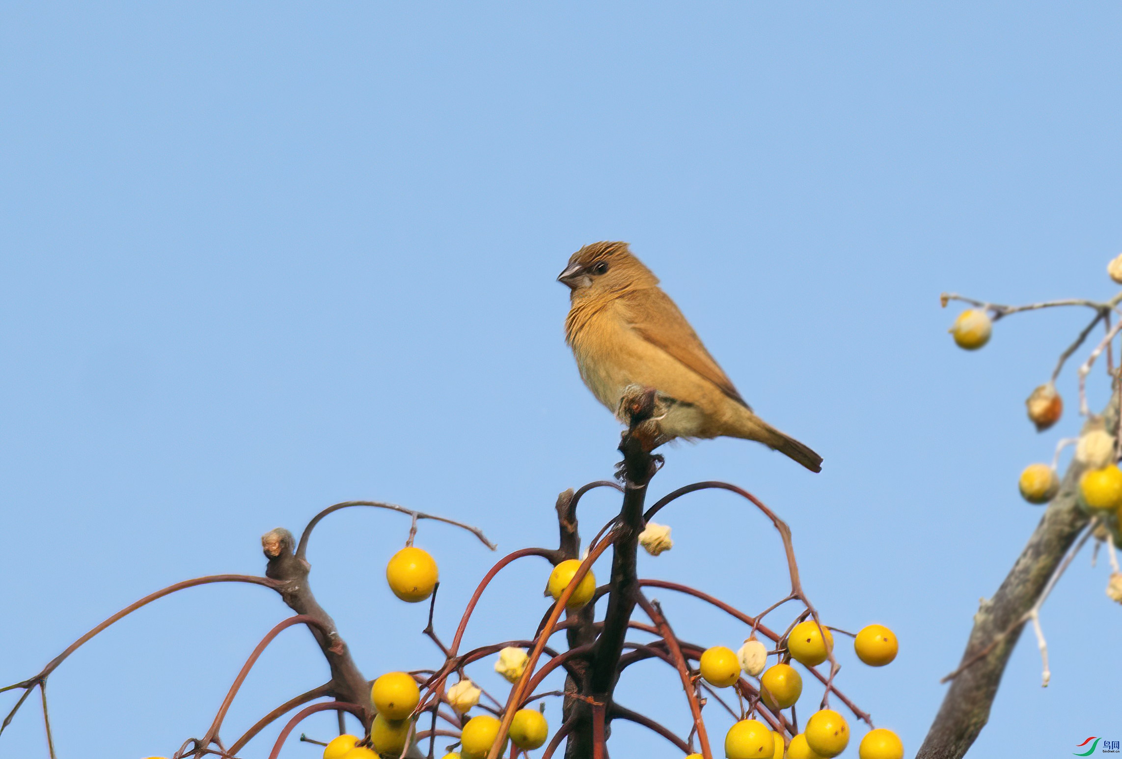 DSCF5912-Sp.jpg