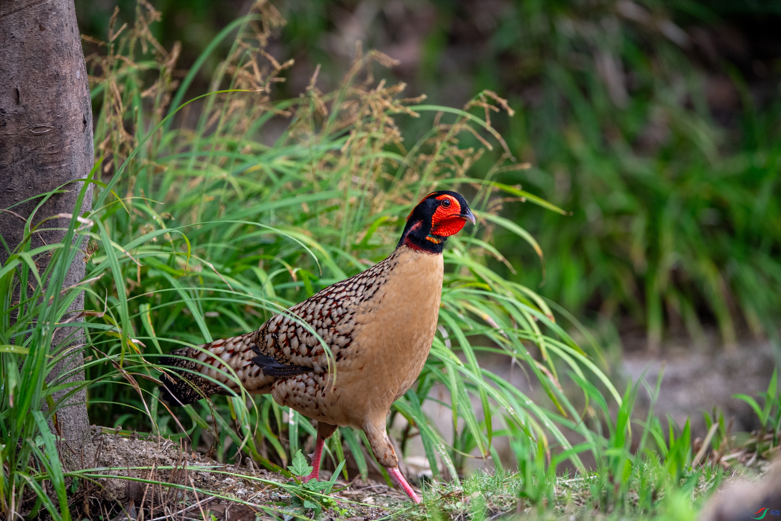 DSC_5278�Ƹ�����.JPG