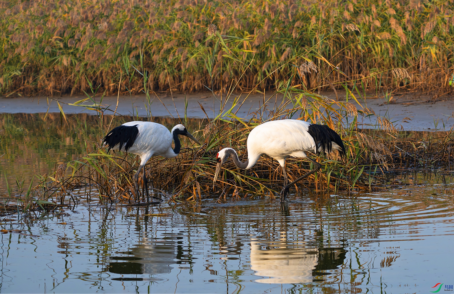 DSC_2723d3.jpg
