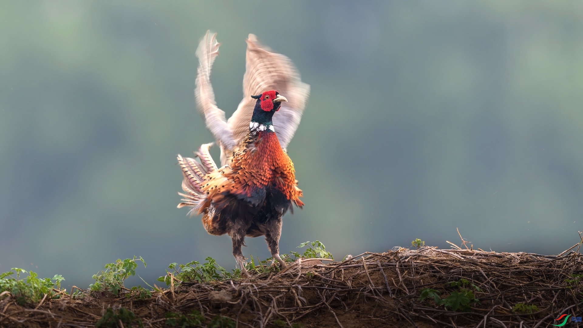 1_XXI2779-����ǿ-NR ���� 2.jpg